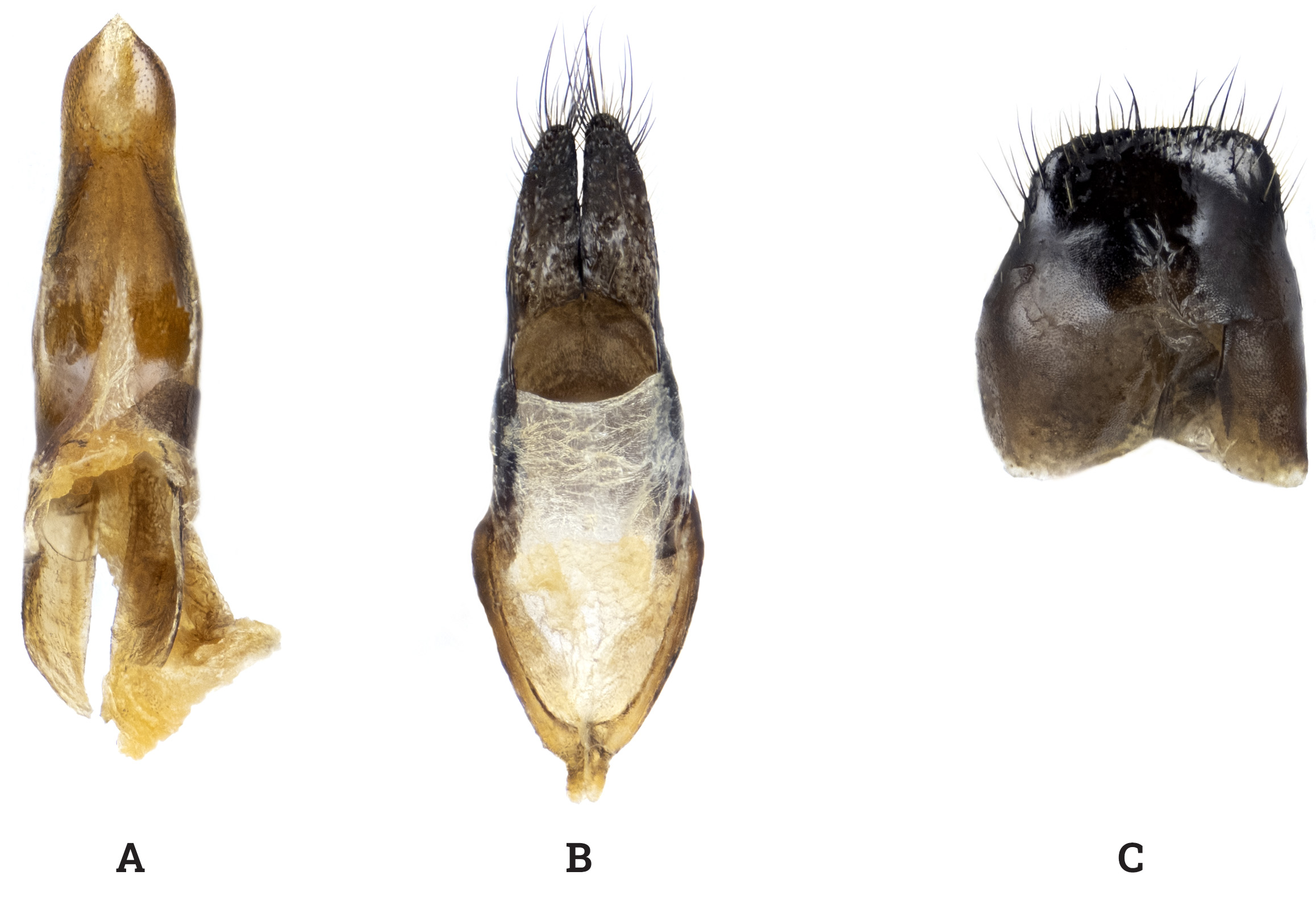 Agapanthia gazanchidisi - genitalia