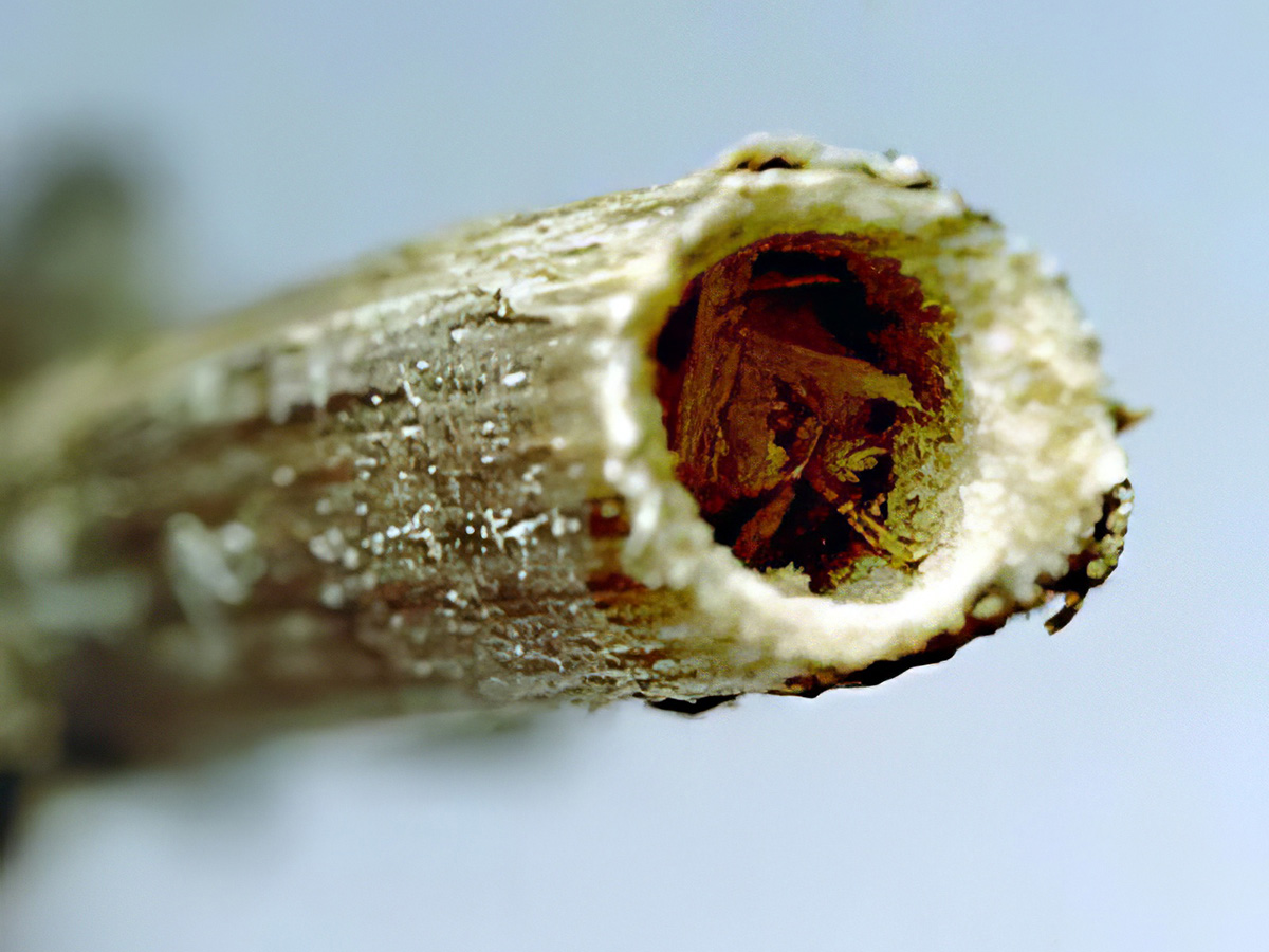 Agapanthia intermedia - biology