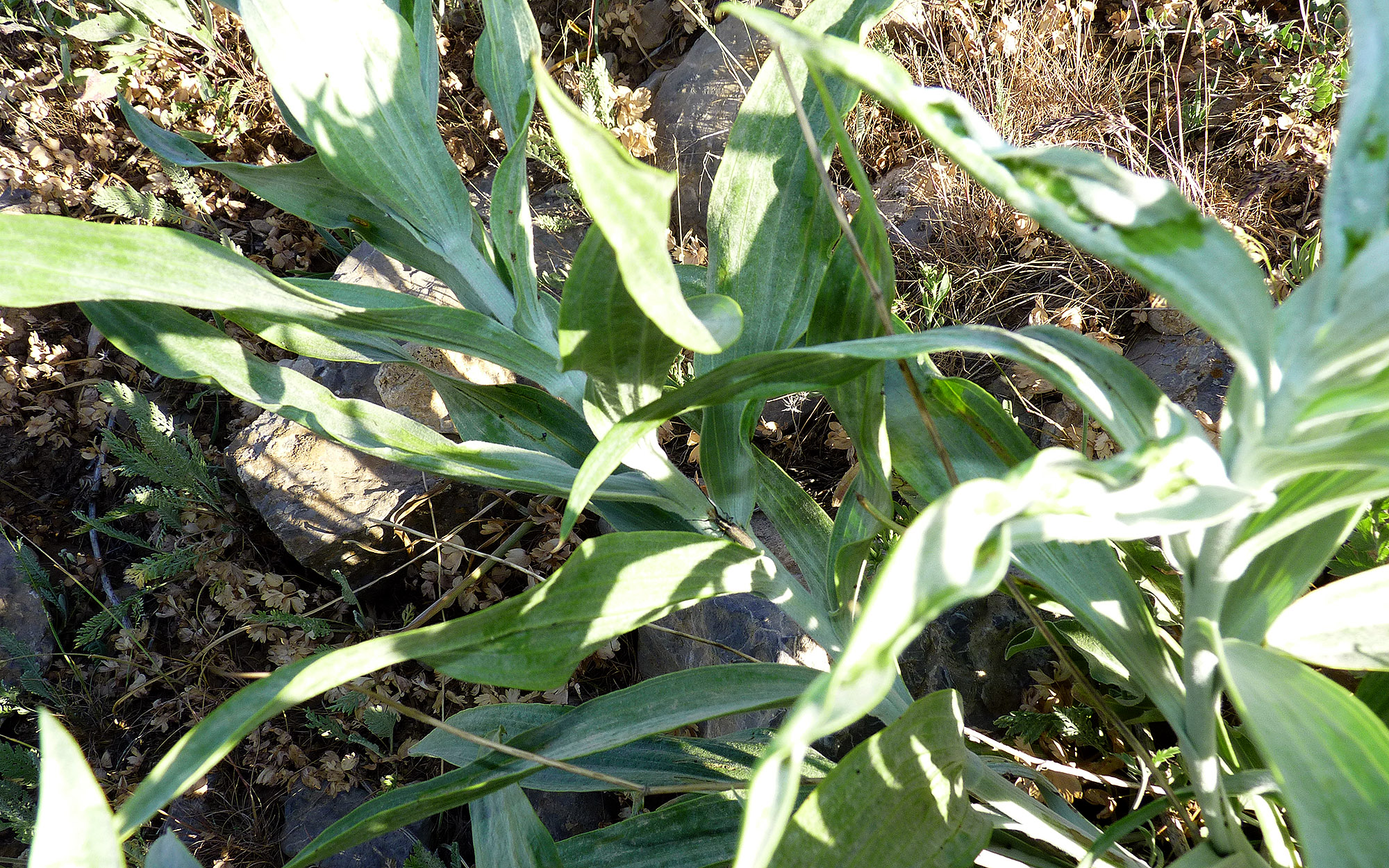 Agapanthia martinae - host