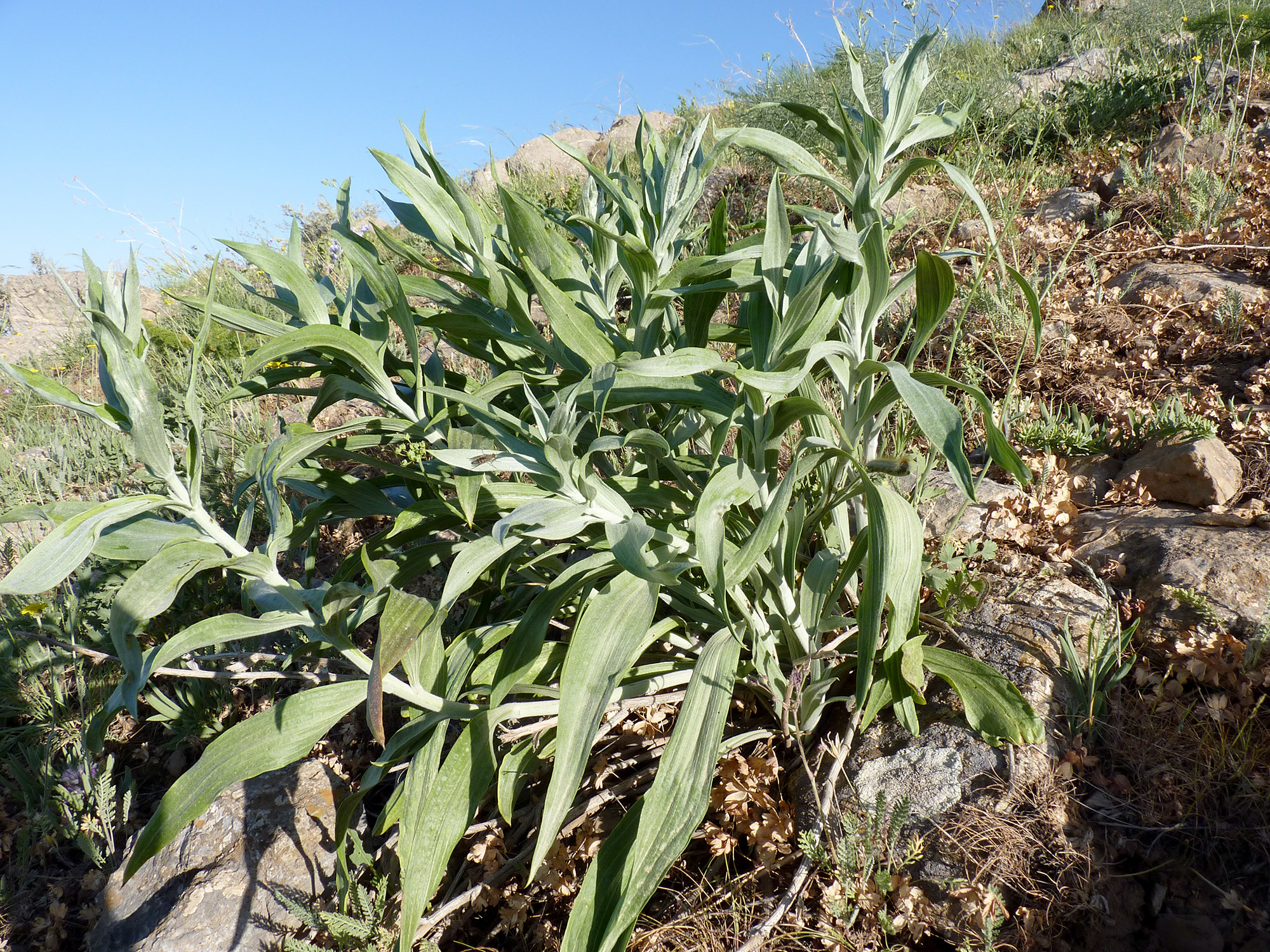 Agapanthia martinae - host