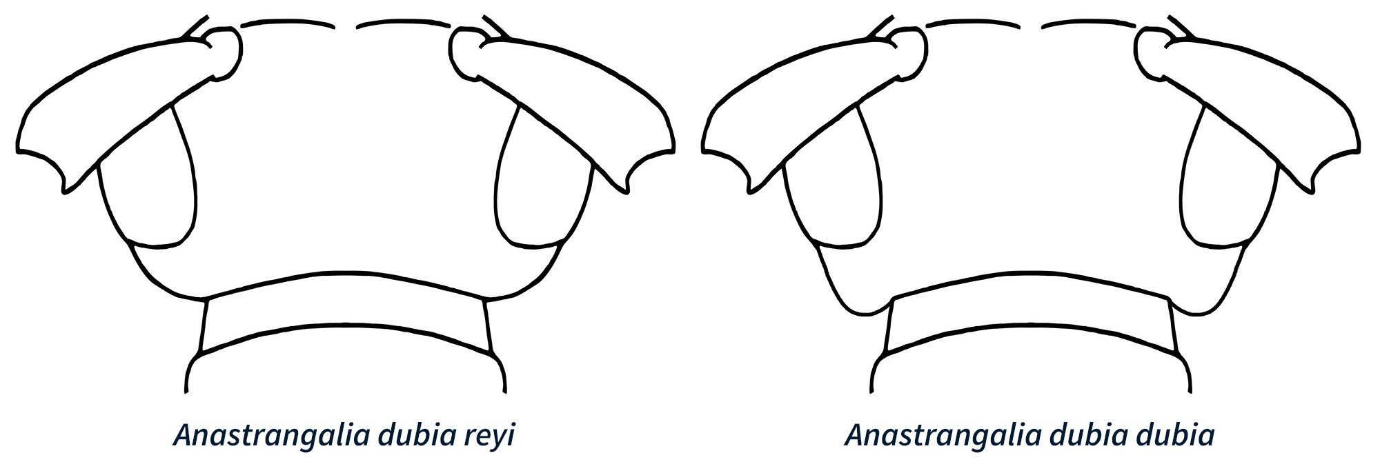 Anastrangalia dubia reyi