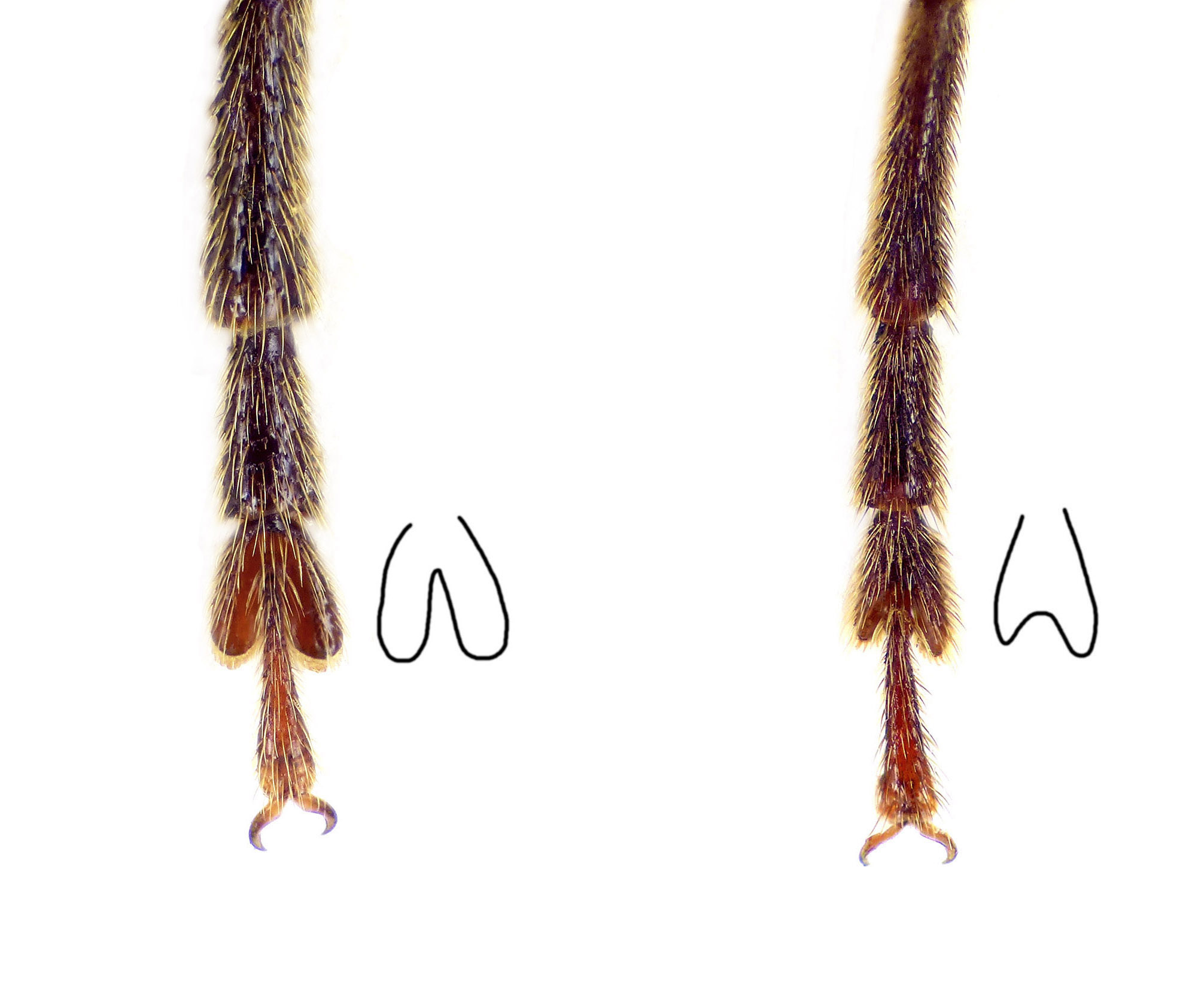 Arhopalus rusticus-ferus III tarsomeres