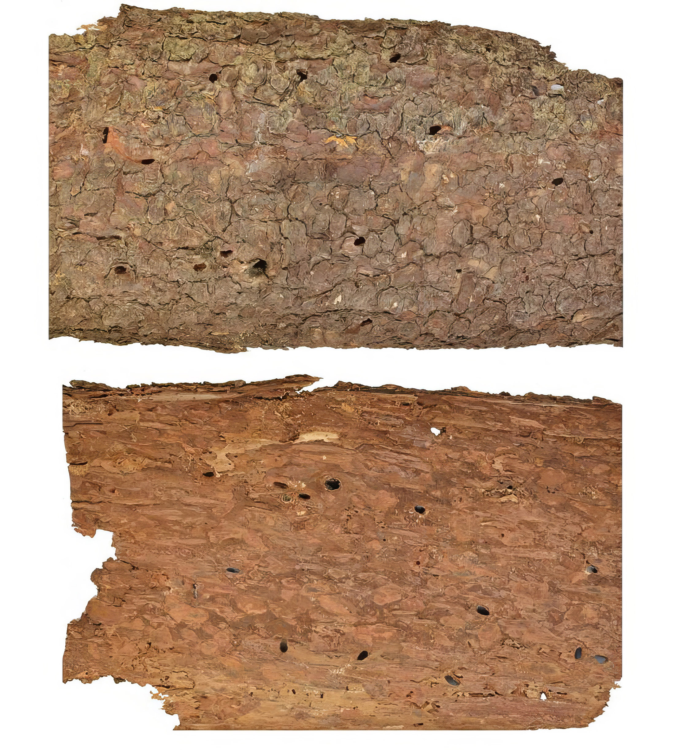 Callidium violaceum - bark