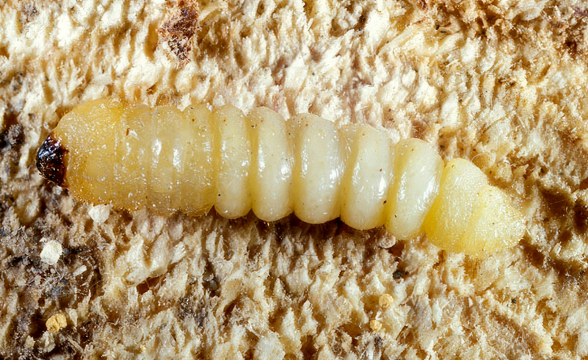 Clytus tropicus - larva