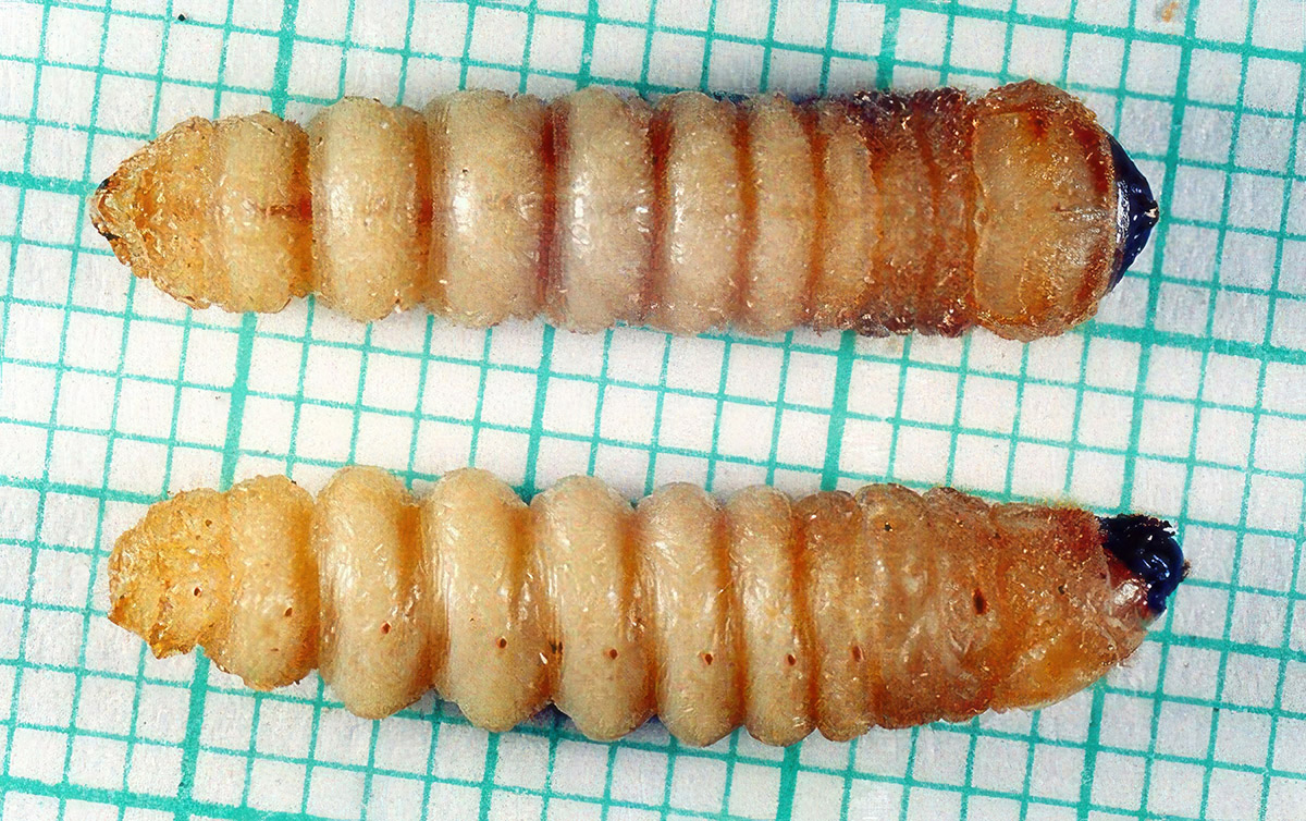 Clytus tropicus - larva