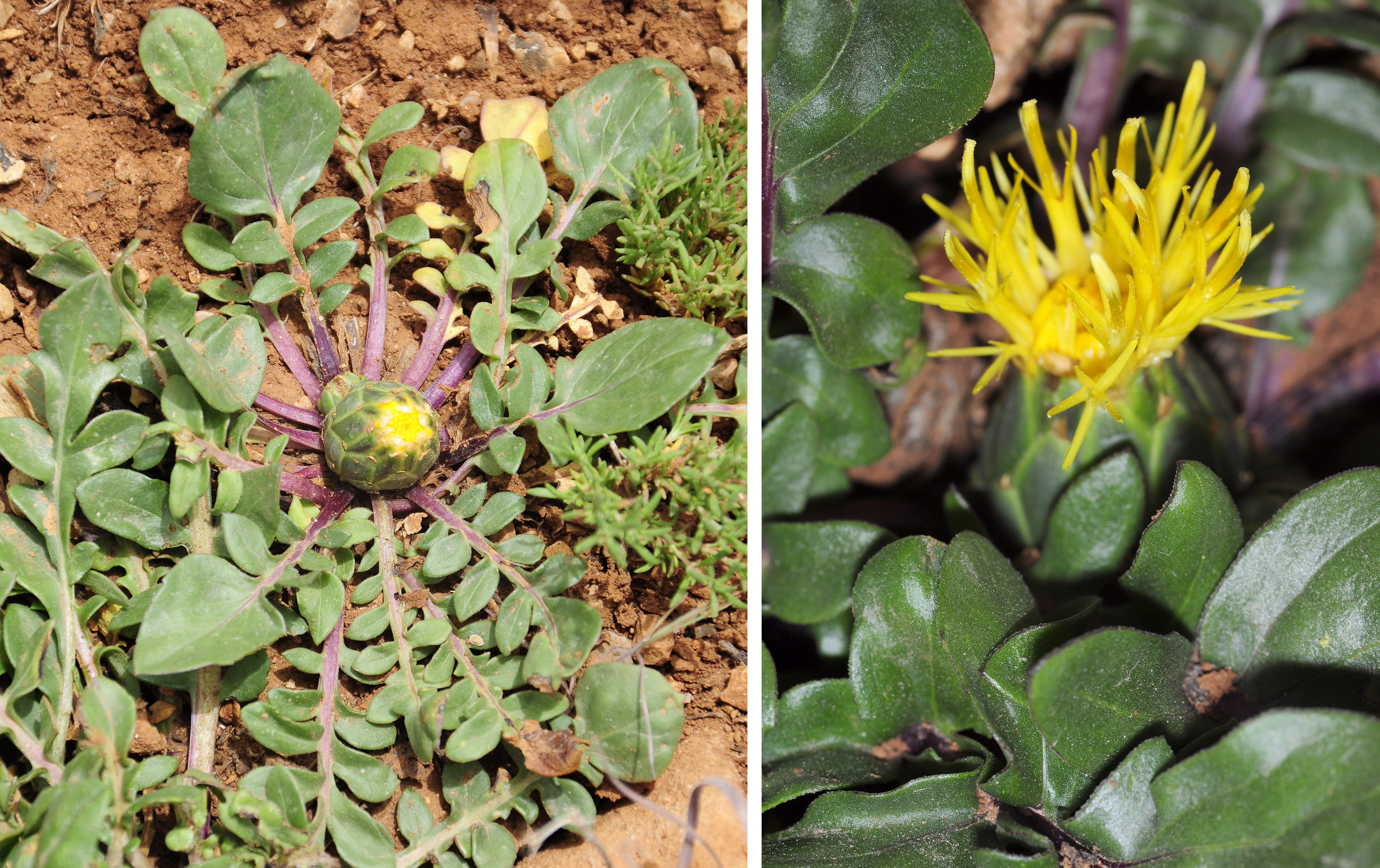 Conizonia warnieri - host