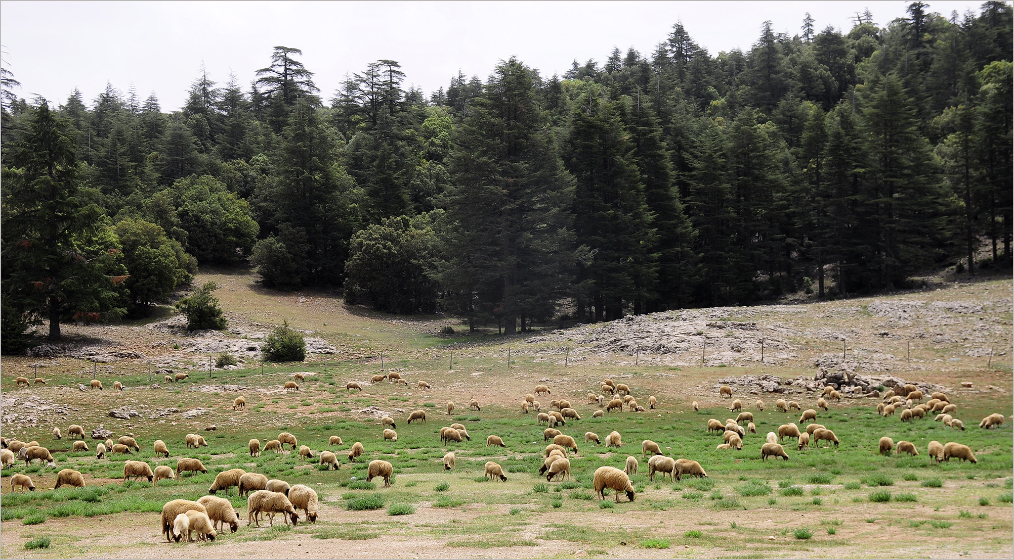 Conizonia warnieri - habitat