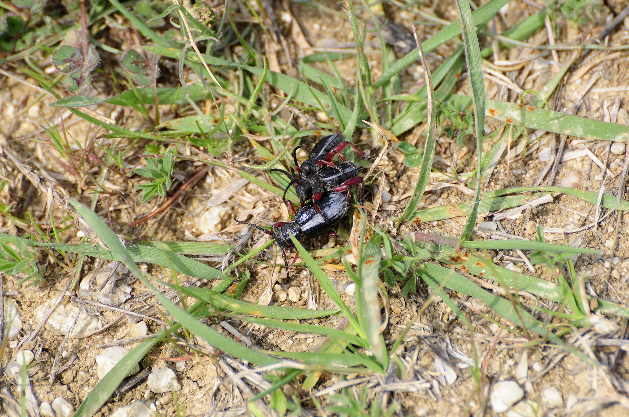 Dorcadion gallipolitanum fumidum - habitat