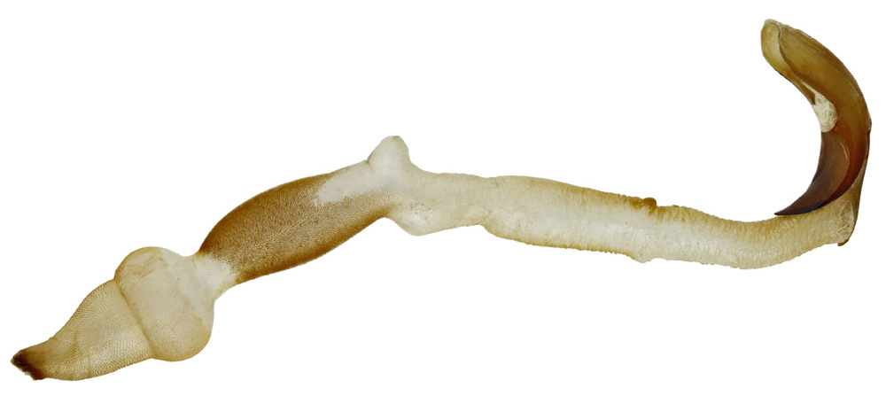 Dorcadion taldykurganum - genitalia