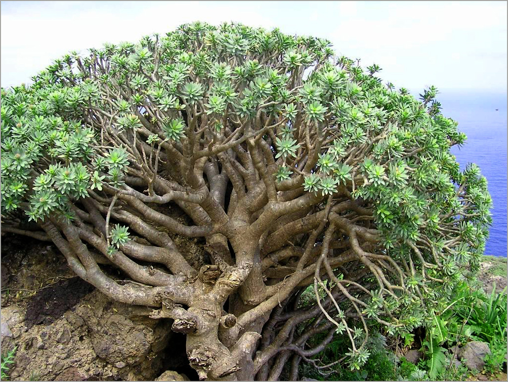 Euphorbia balsamifera