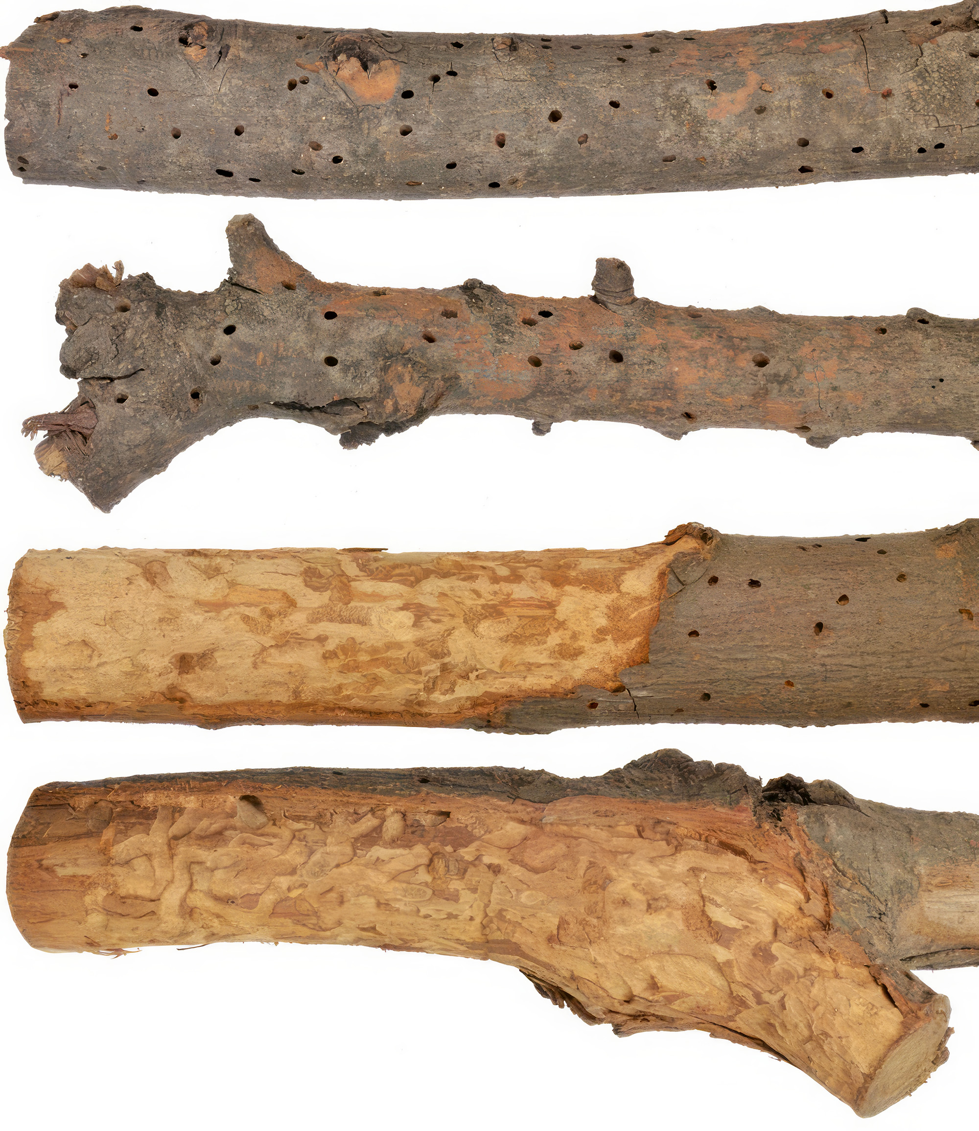 Exocentrus punctipennis - gallery