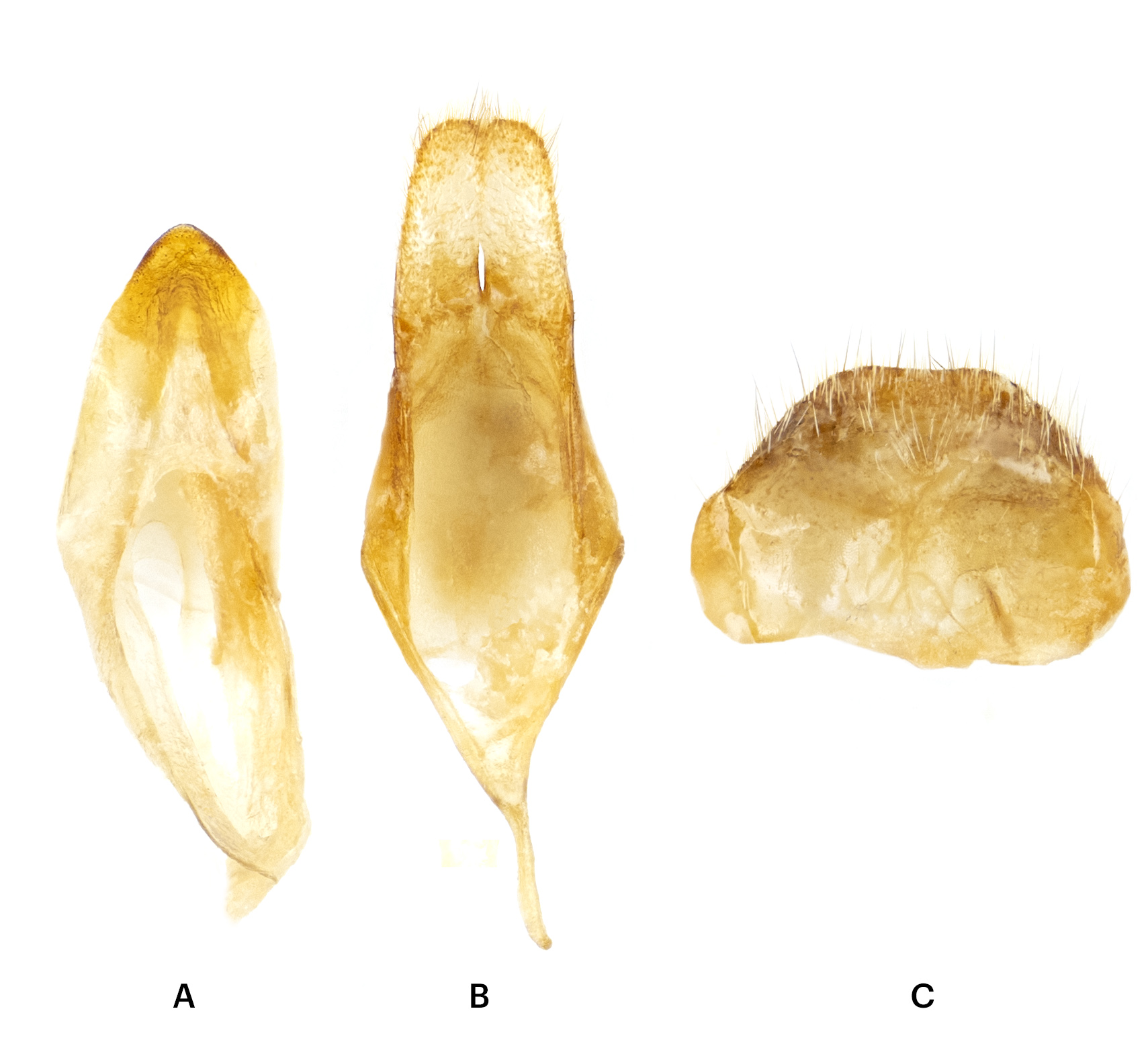 Idactus coquereli maculicornis - genitalia
