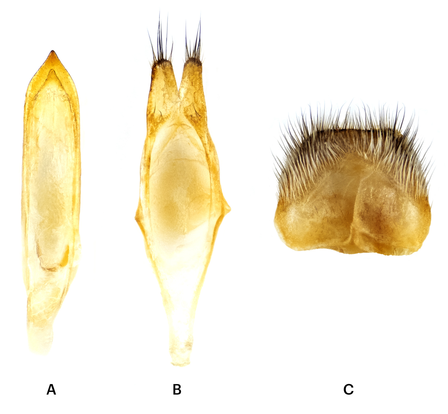 Idactus coquereli - genitalia