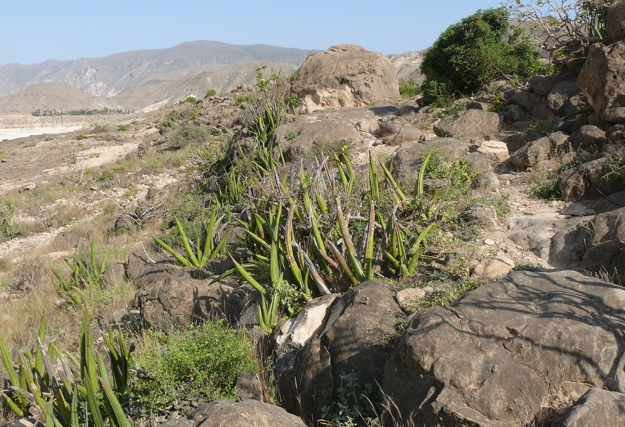 Idactus coquereli - habitat