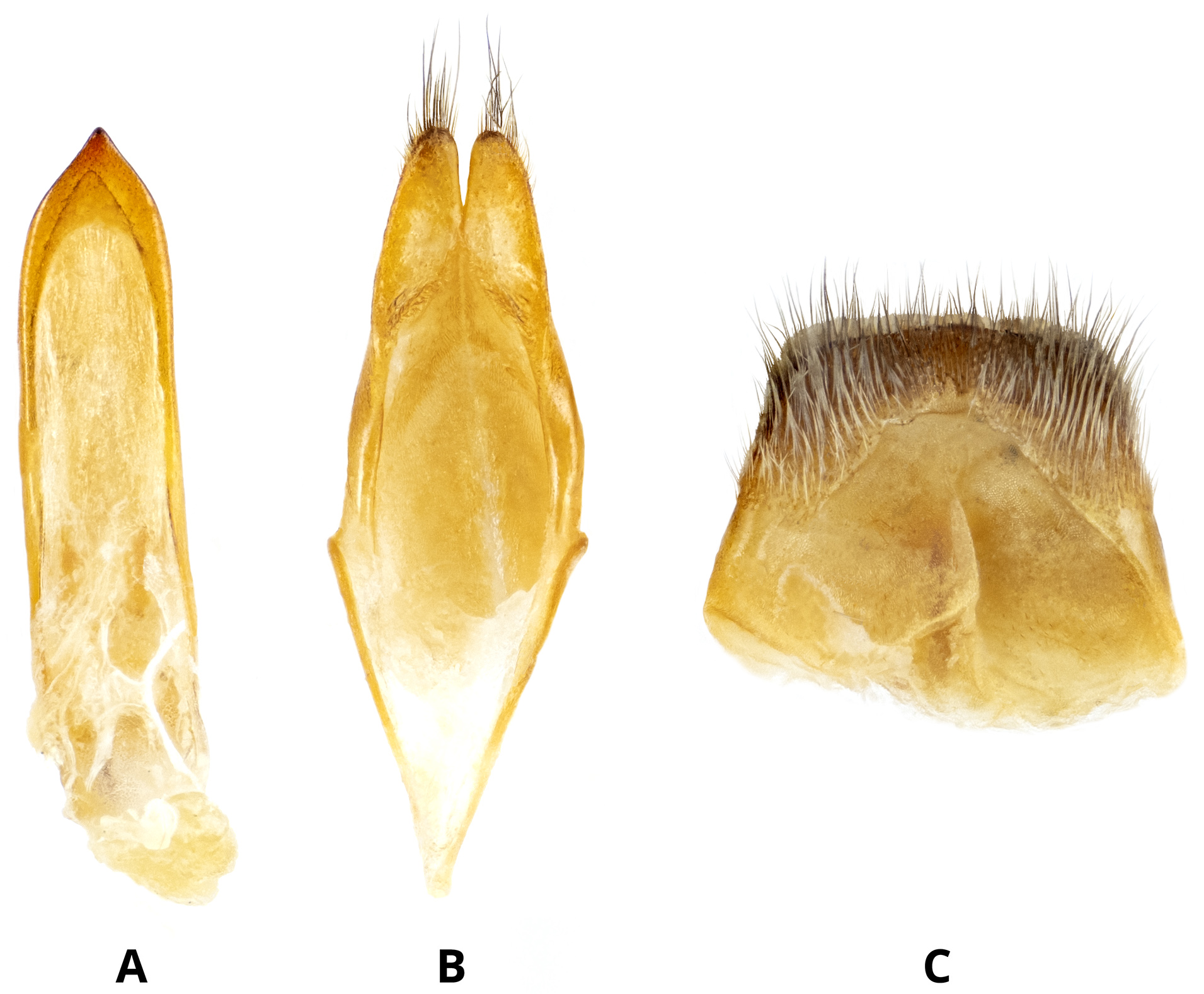 Idactus maculicornis maculicornis - genitalia