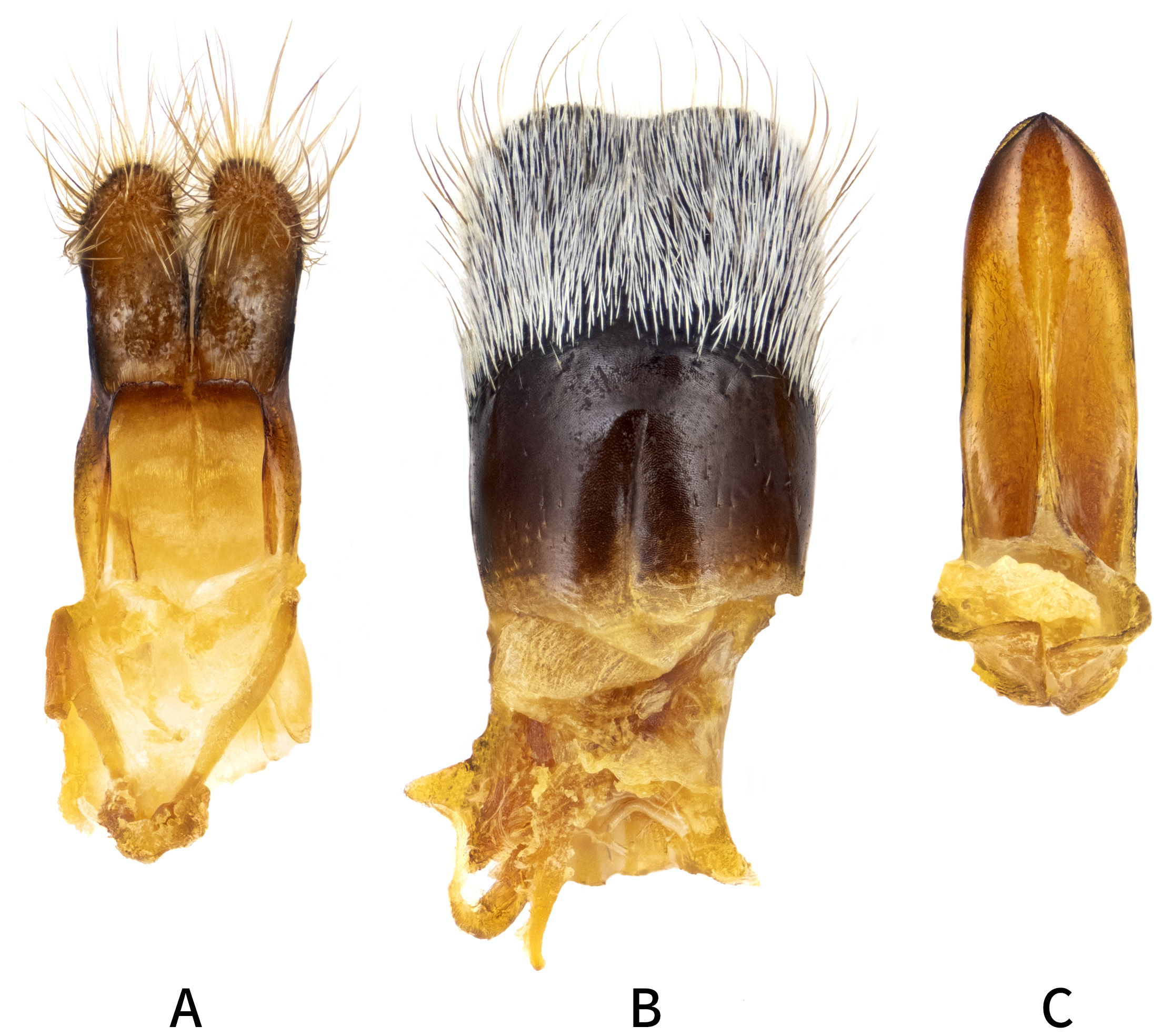 Iranocoptosia fausti - genitalia