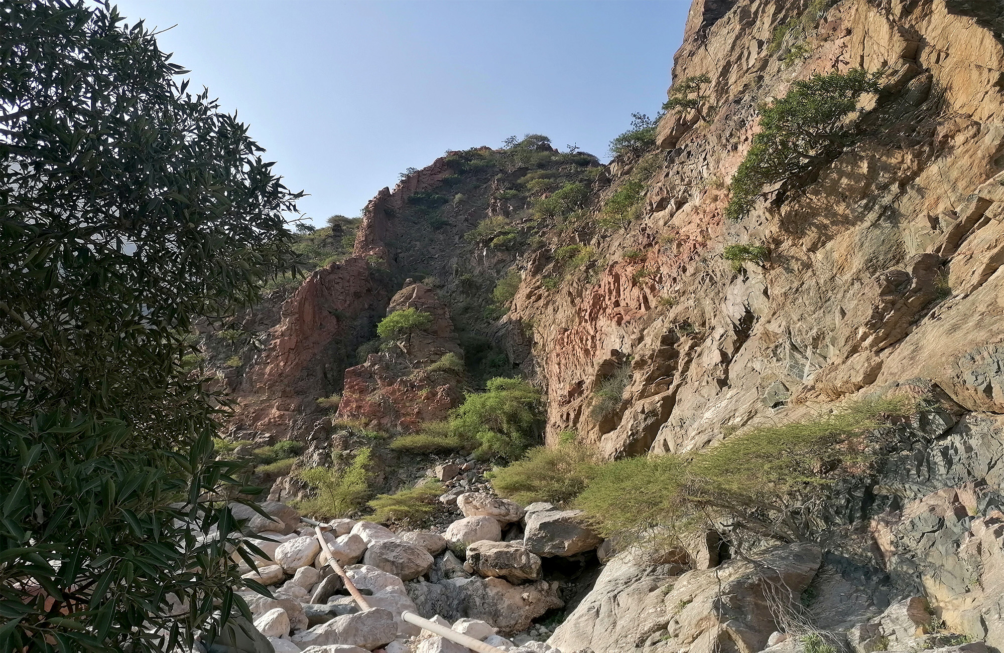 Kabatekiipsebium yemenensis - habitat