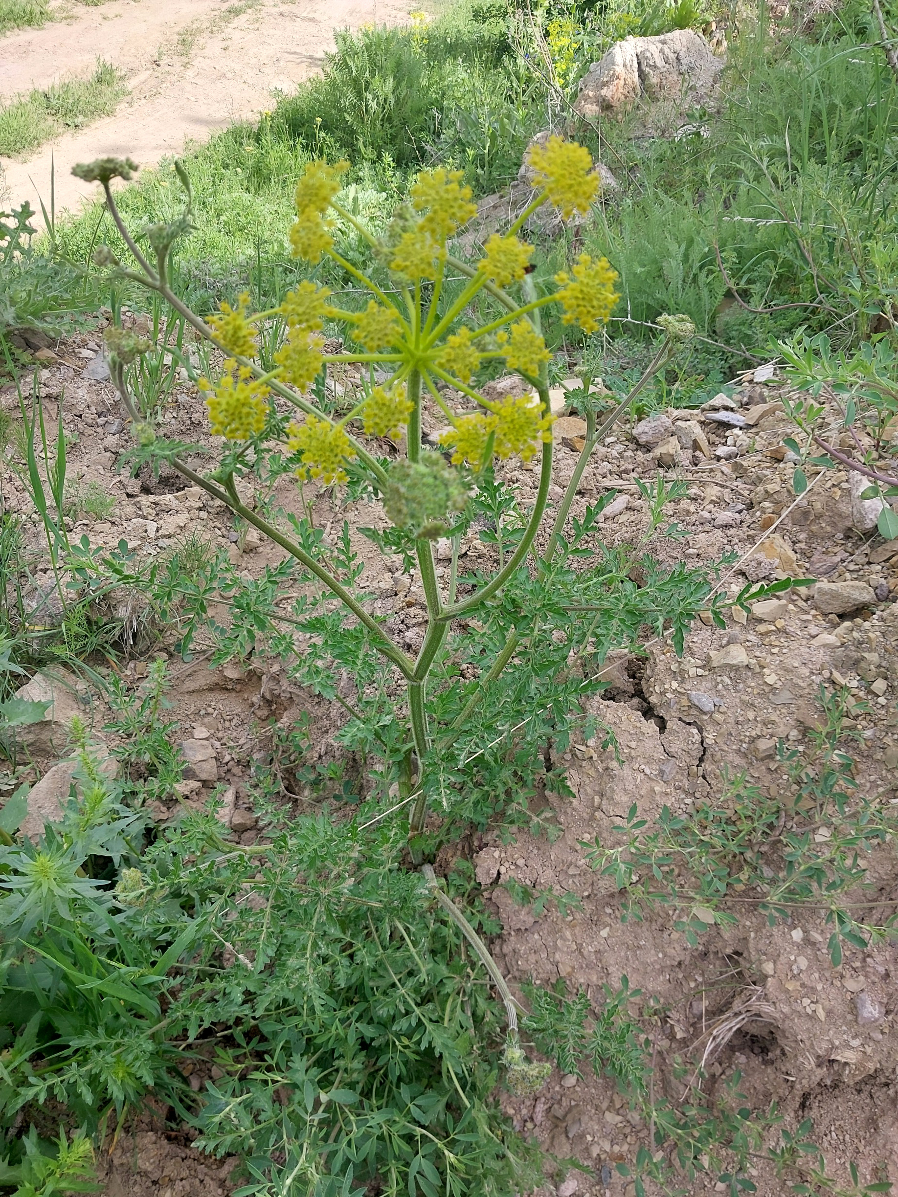 Leiotulus dasyanthus