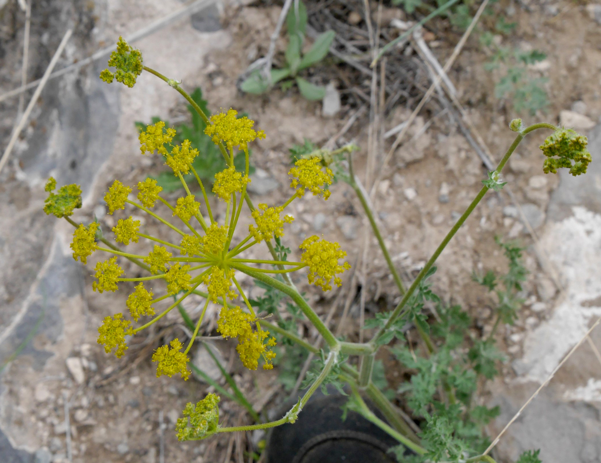Leiotulus dasyanthus