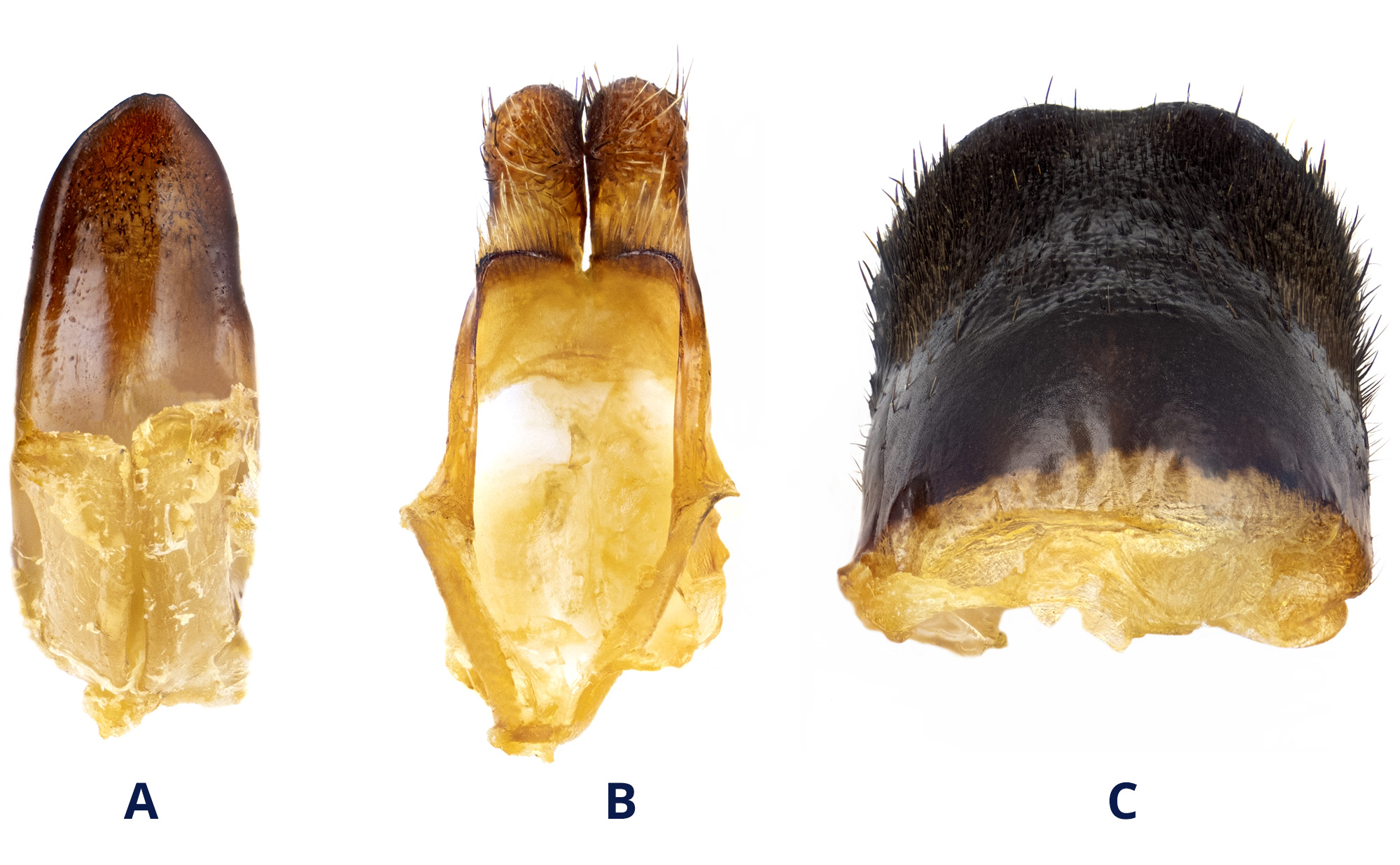 Mesoprionus besikanus - genitalia