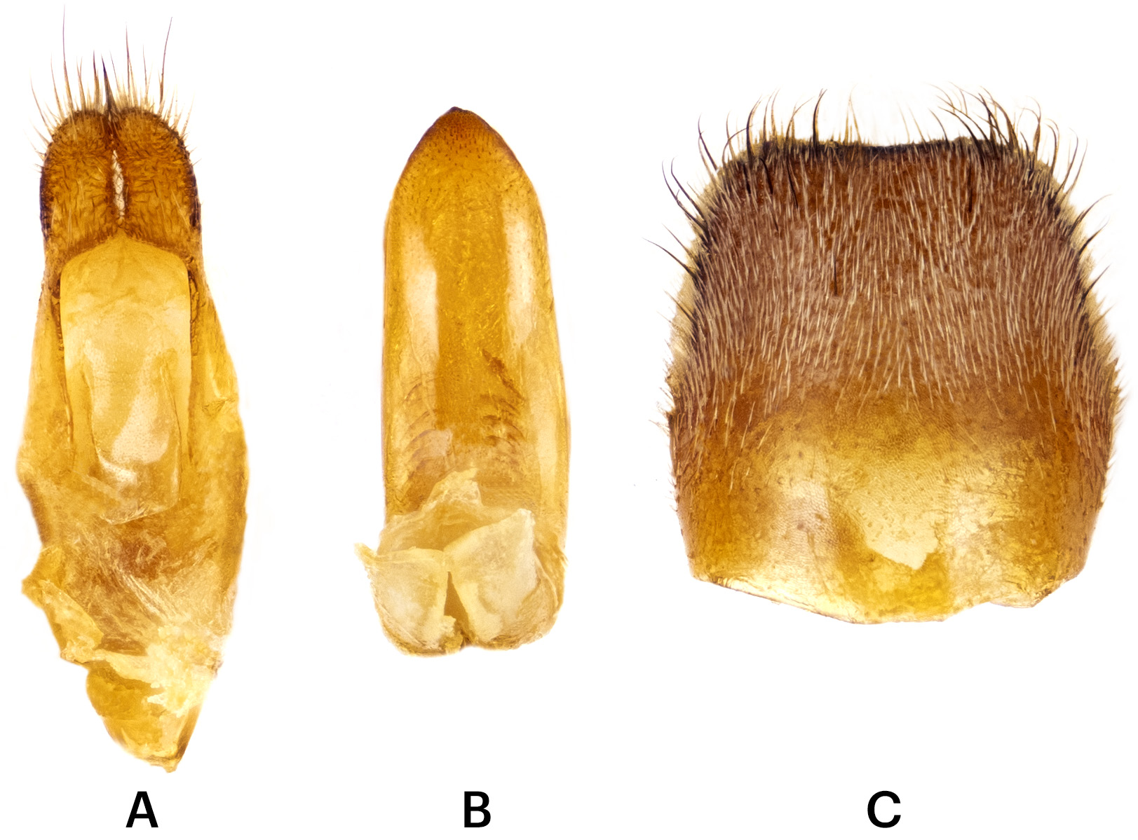 Micromallosia heydeni - genitalia