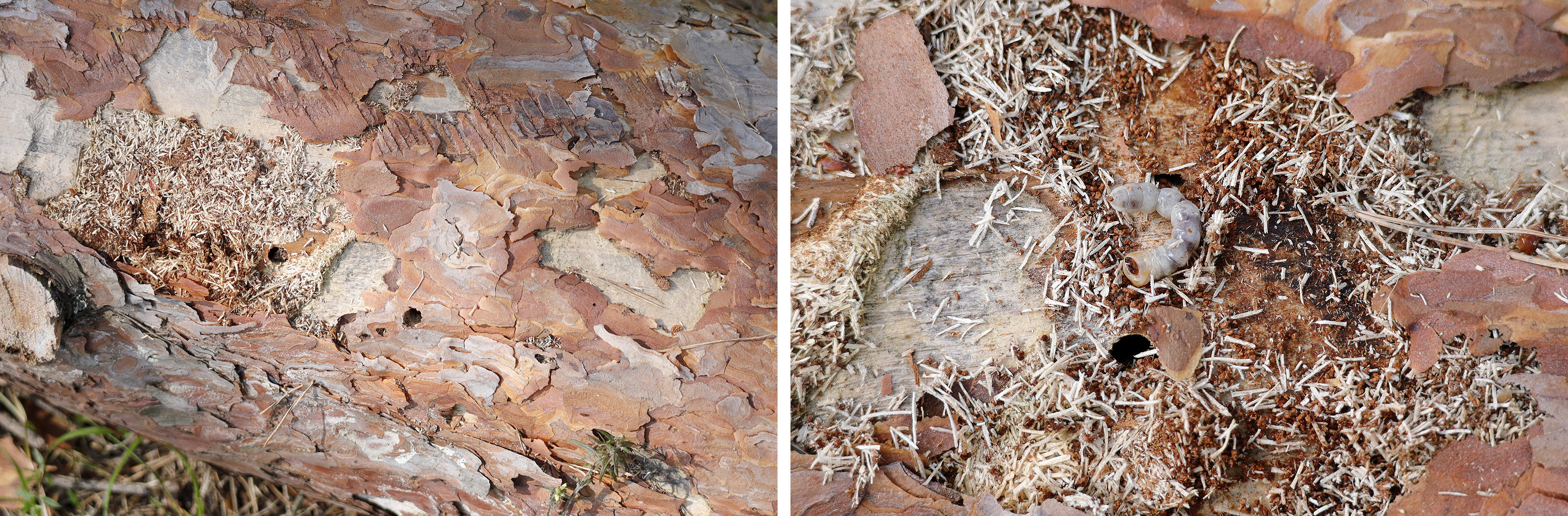 Monochamus galloprovincialis galloprovincialis - gallery