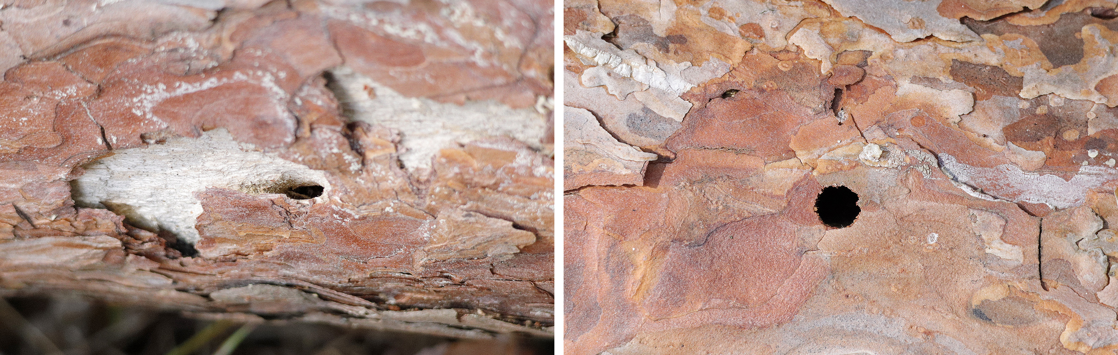 Monochamus galloprovincialis galloprovincialis - gallery