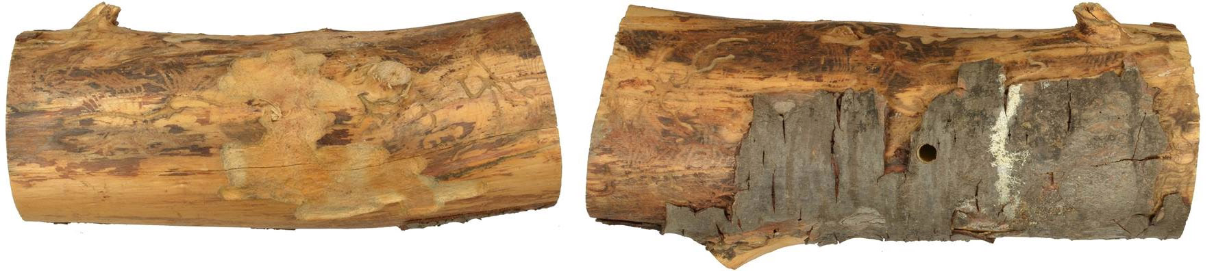 Monochamus galloprovincialis galloprovincialis - gallery