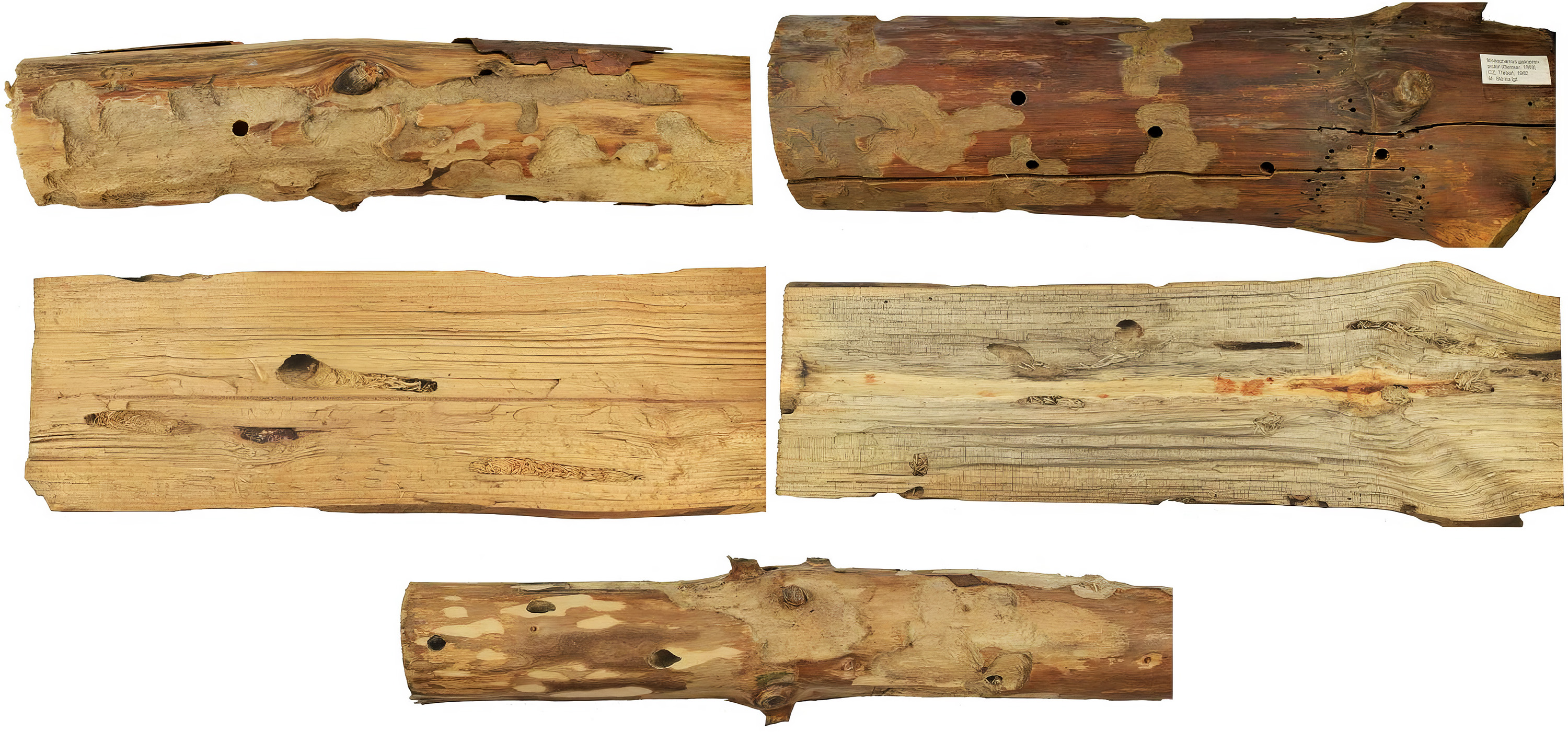 Monochamus galloprovincialis galloprovincialis - gallery