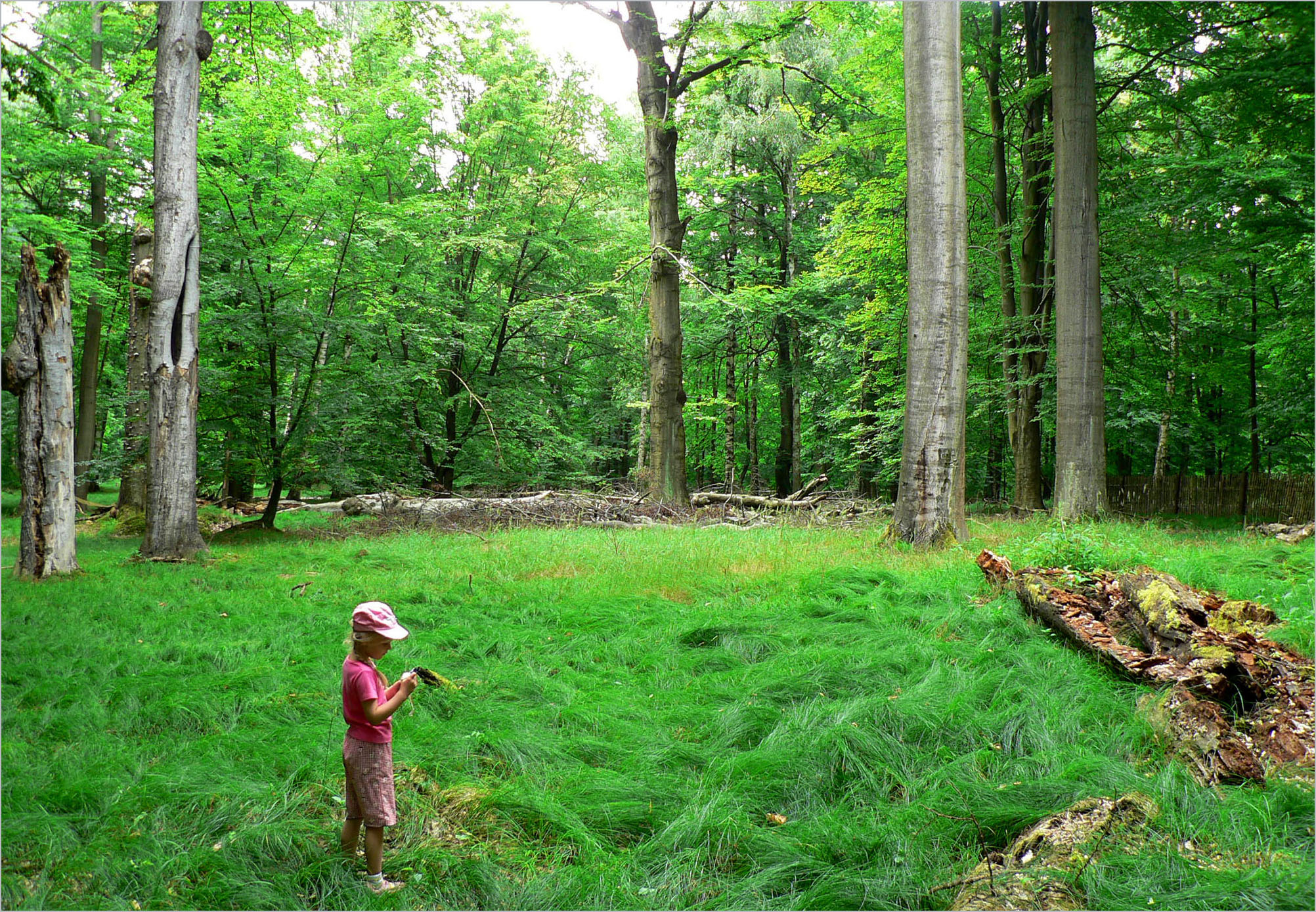 Necydalis ulmi - habitat