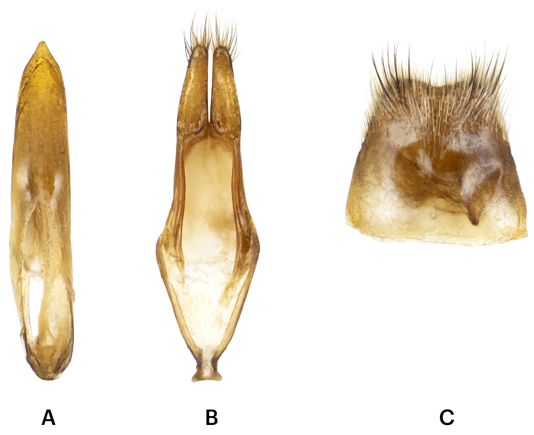 Niphona appendiculata - genitalia