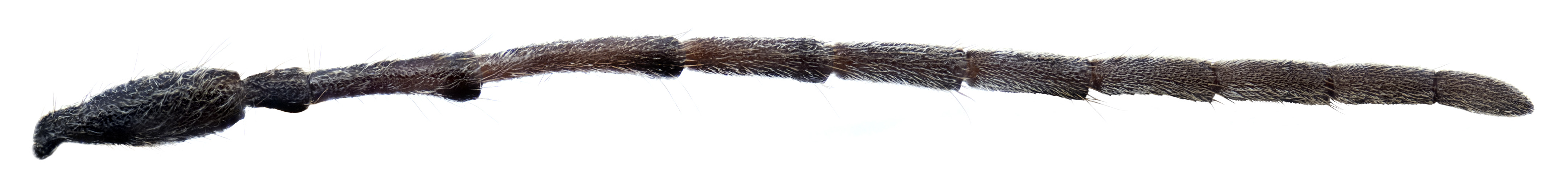 Phytoecia algerica - male antenna