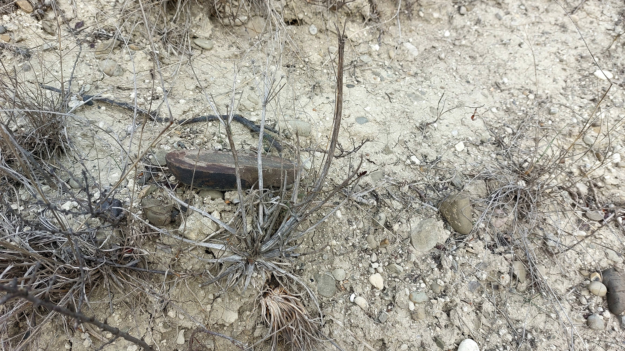 Phytoecia antoniae - host plant