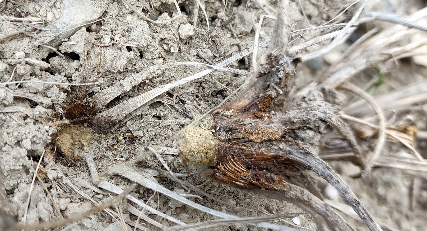 Phytoecia antoniae - root