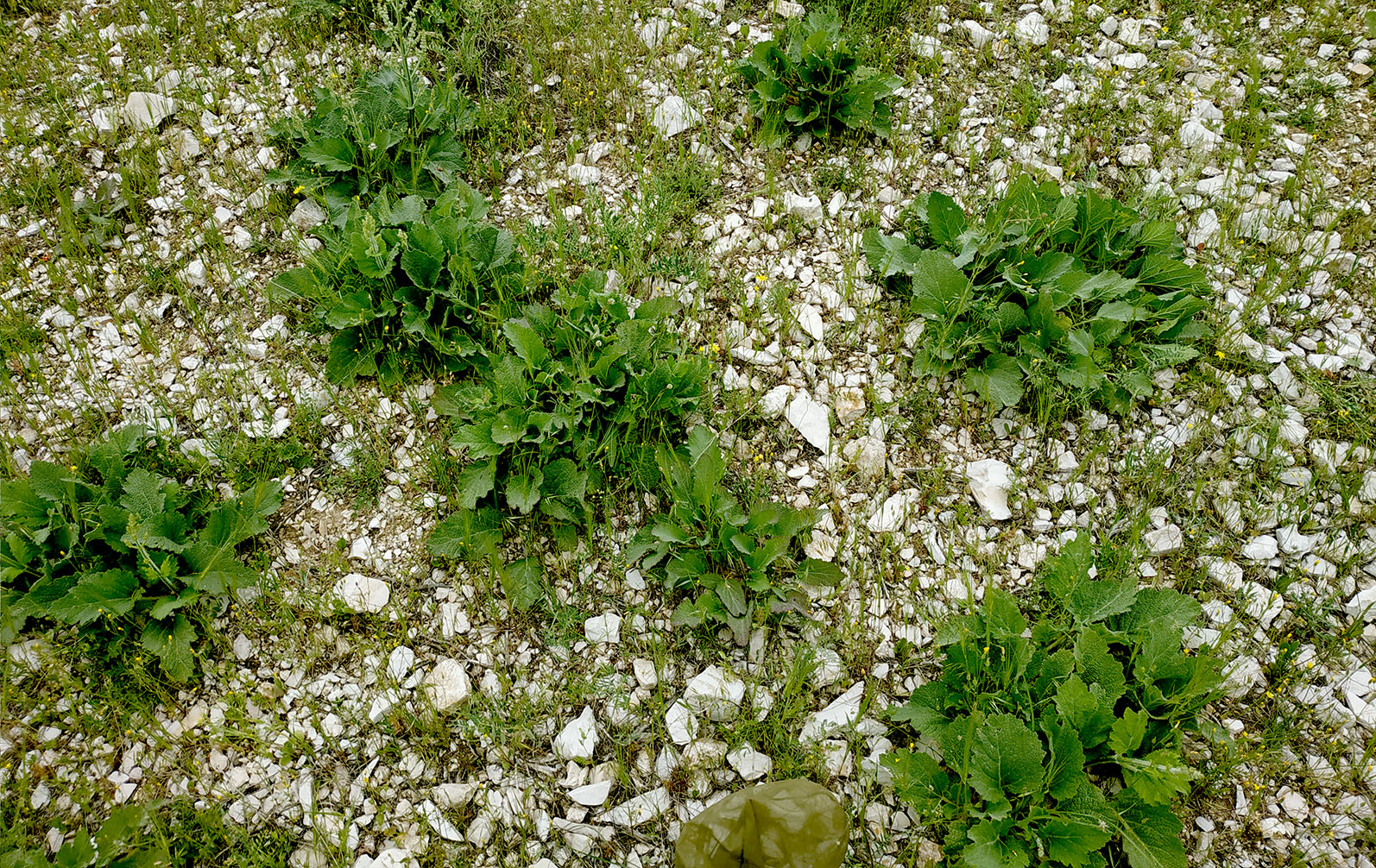 Phytoecia bodemeyeri - host plant