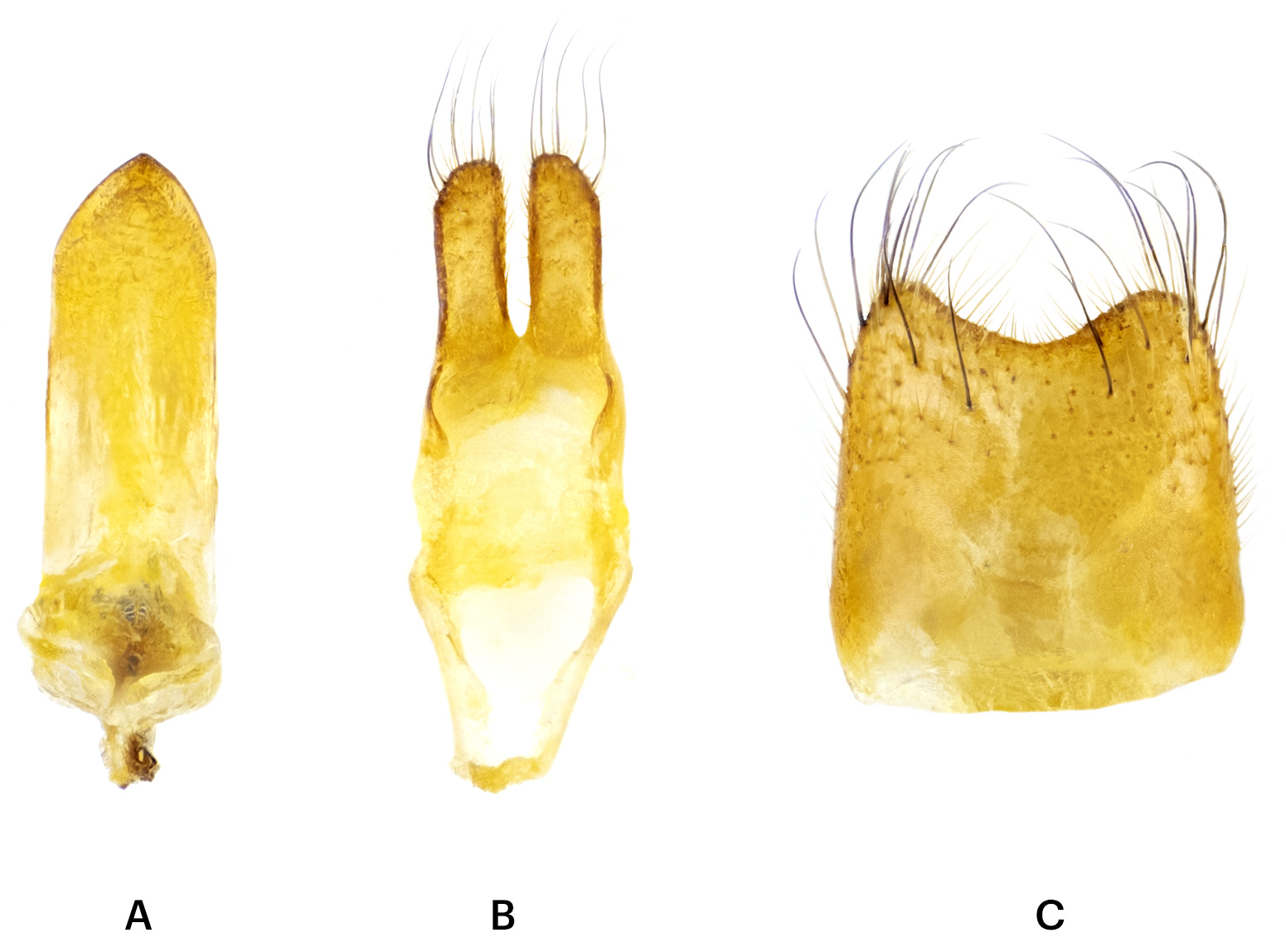 Phytoecia diademata - genitalia