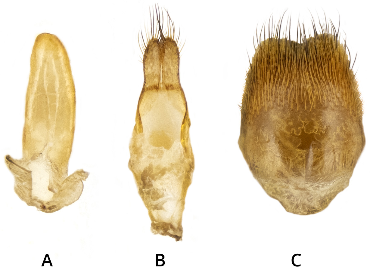 Phytoecia waltli - genitalia