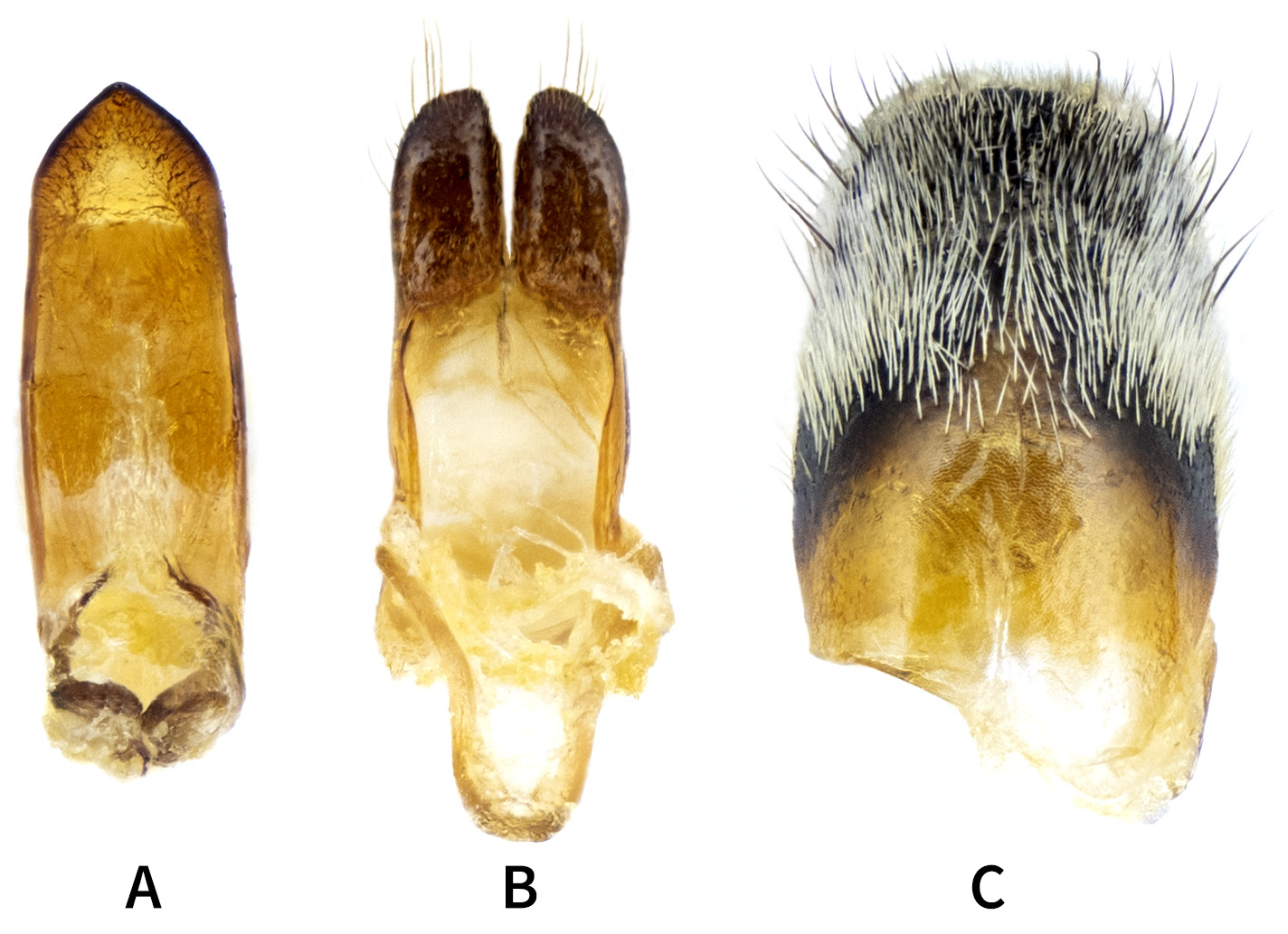 Pilemia halperini - genitalia