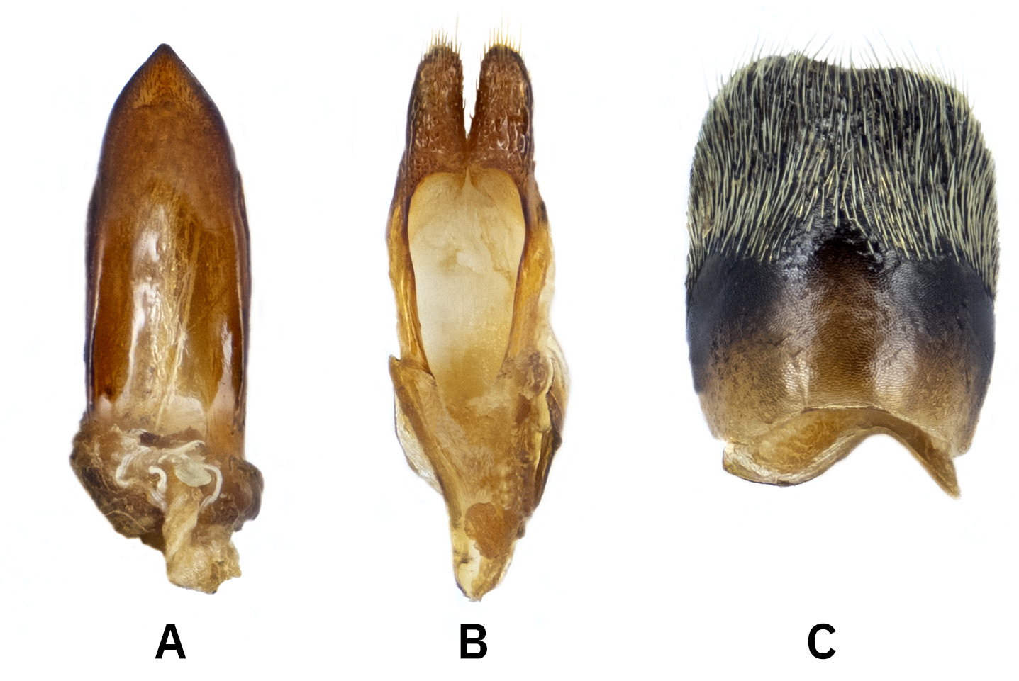 Pilemia pilemia_kostali - genitalia
