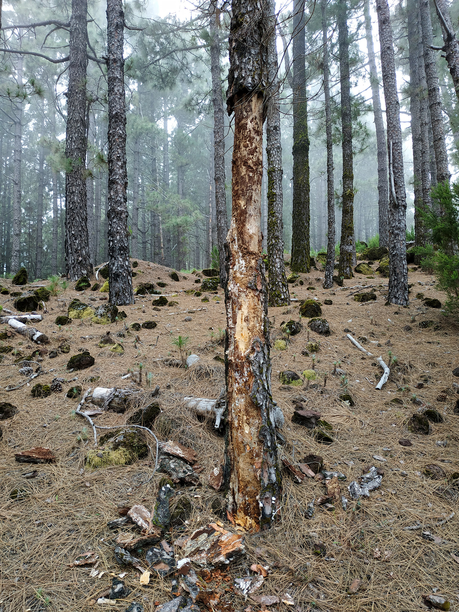 Arhopalus pinetorum - habitat