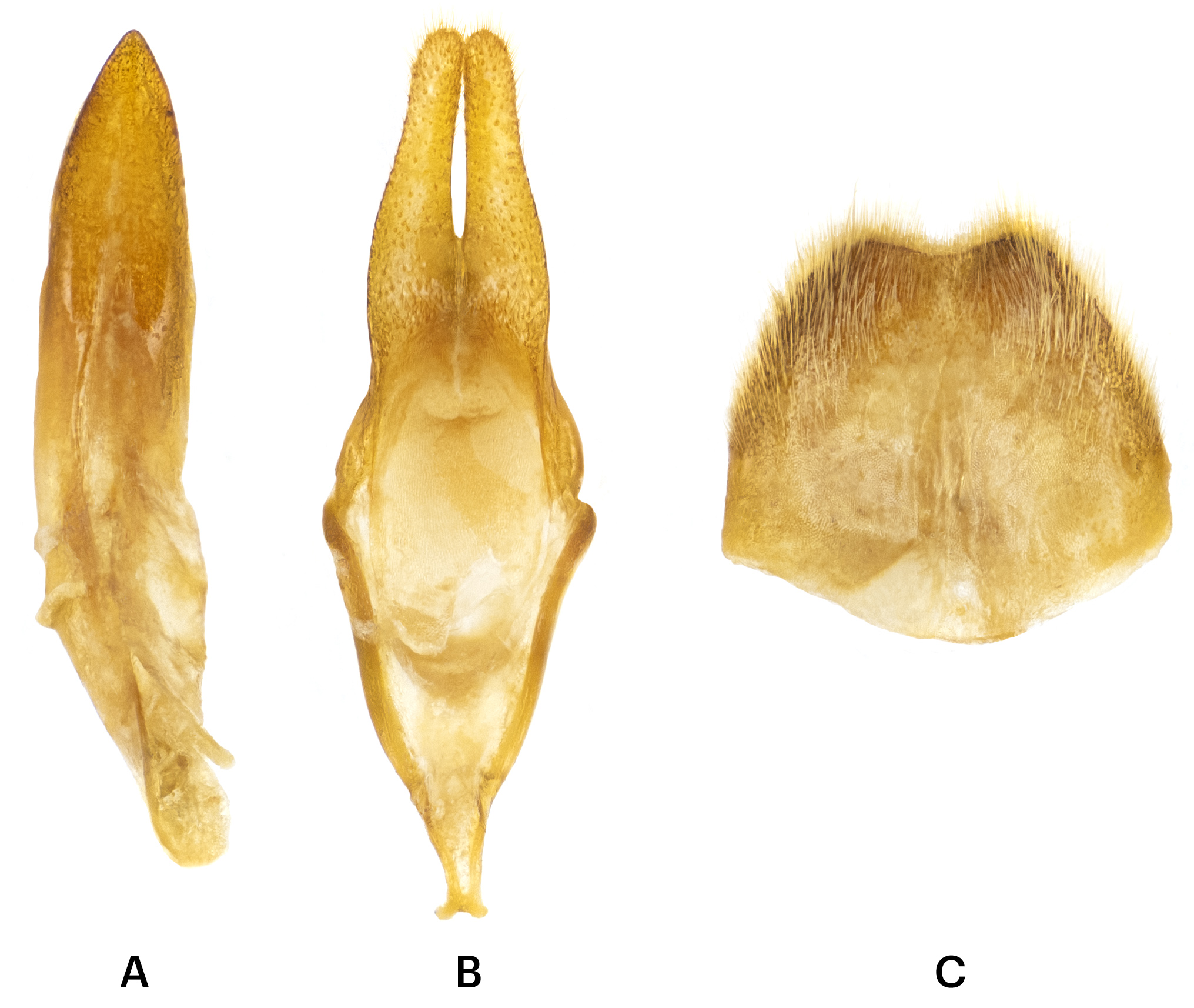 Pseudoparaphloeus scorteccii scorteccii - genitalia