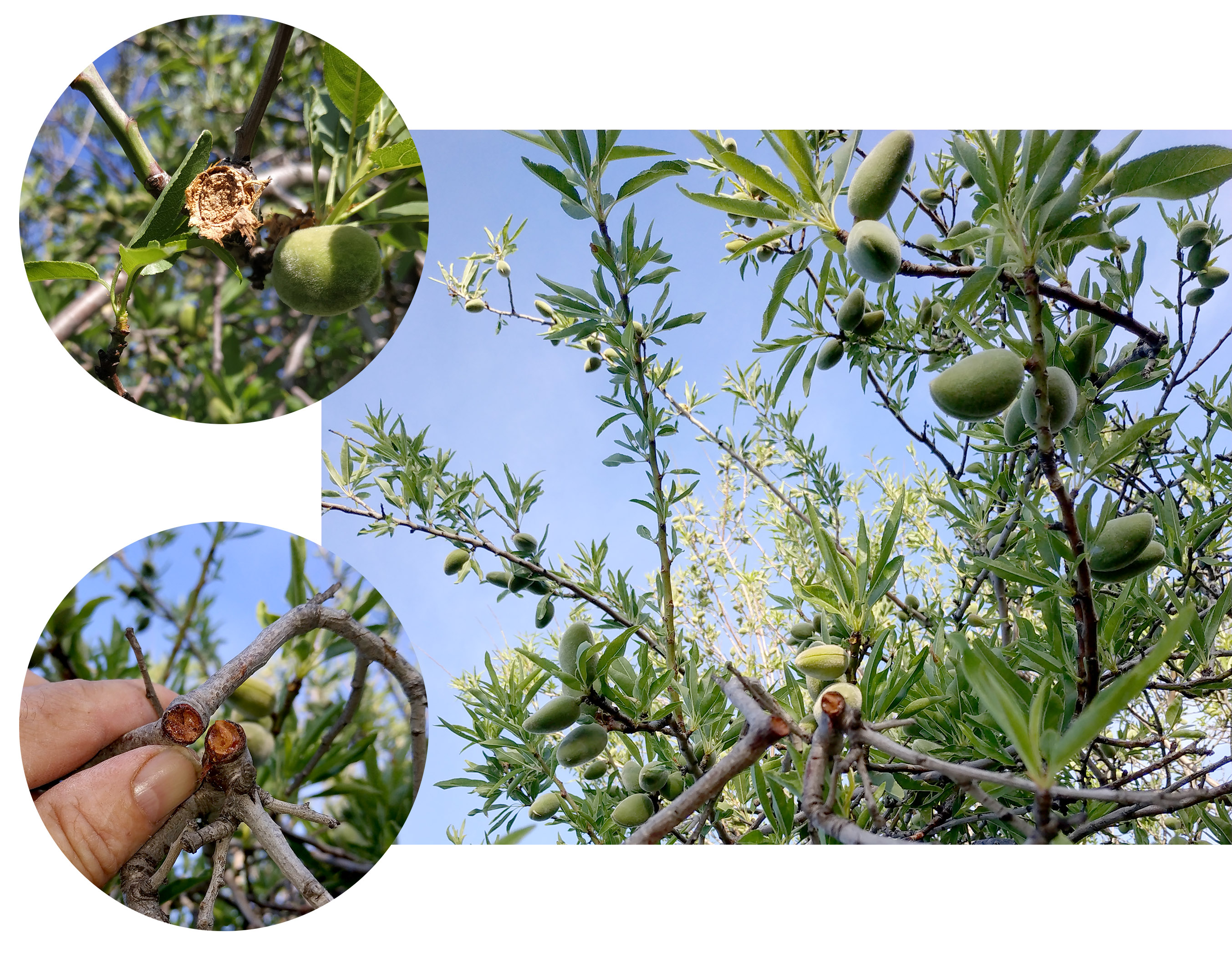 Purpuricenus interscapillatus cypriensis - girdles