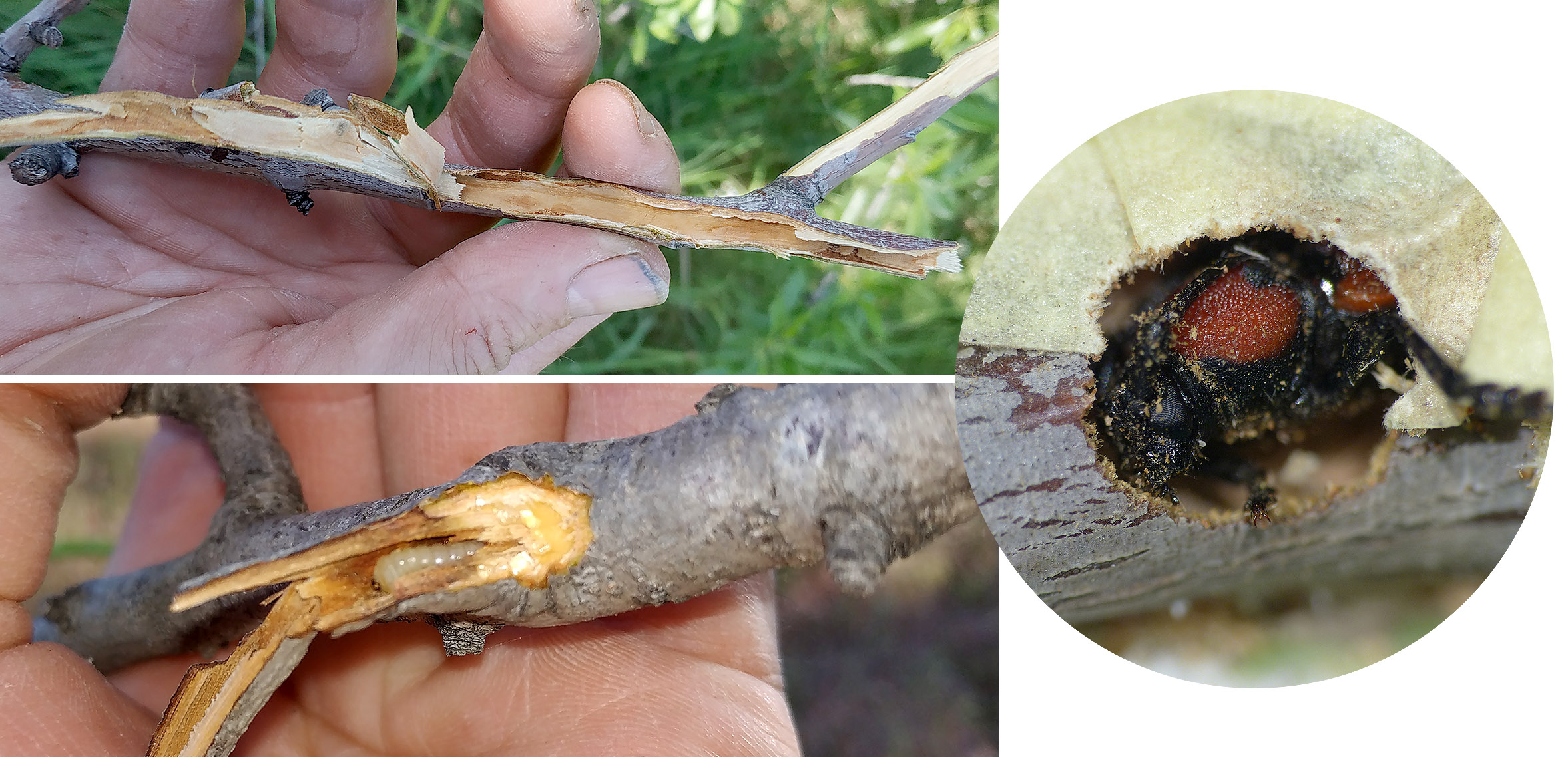 Purpuricenus interscapillatus cypriensis - gallery