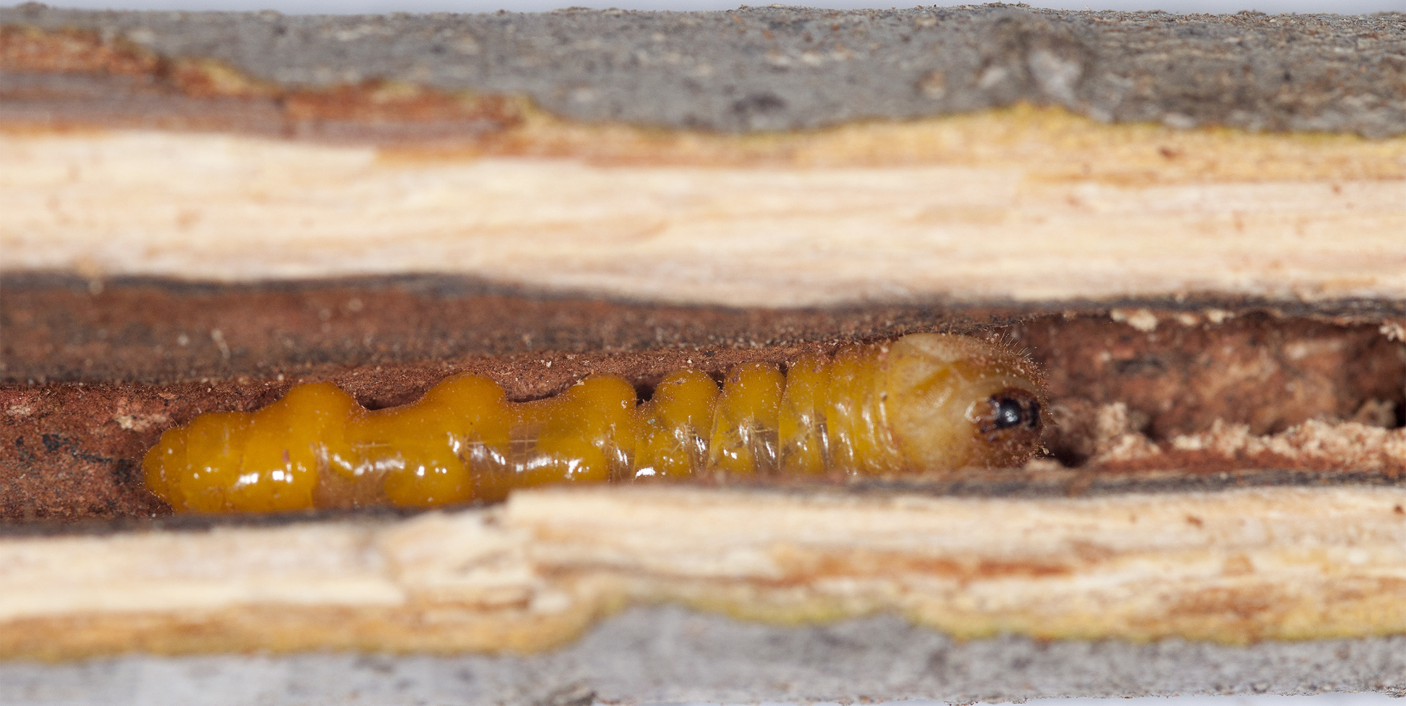 Purpuricenus nicocles - larva