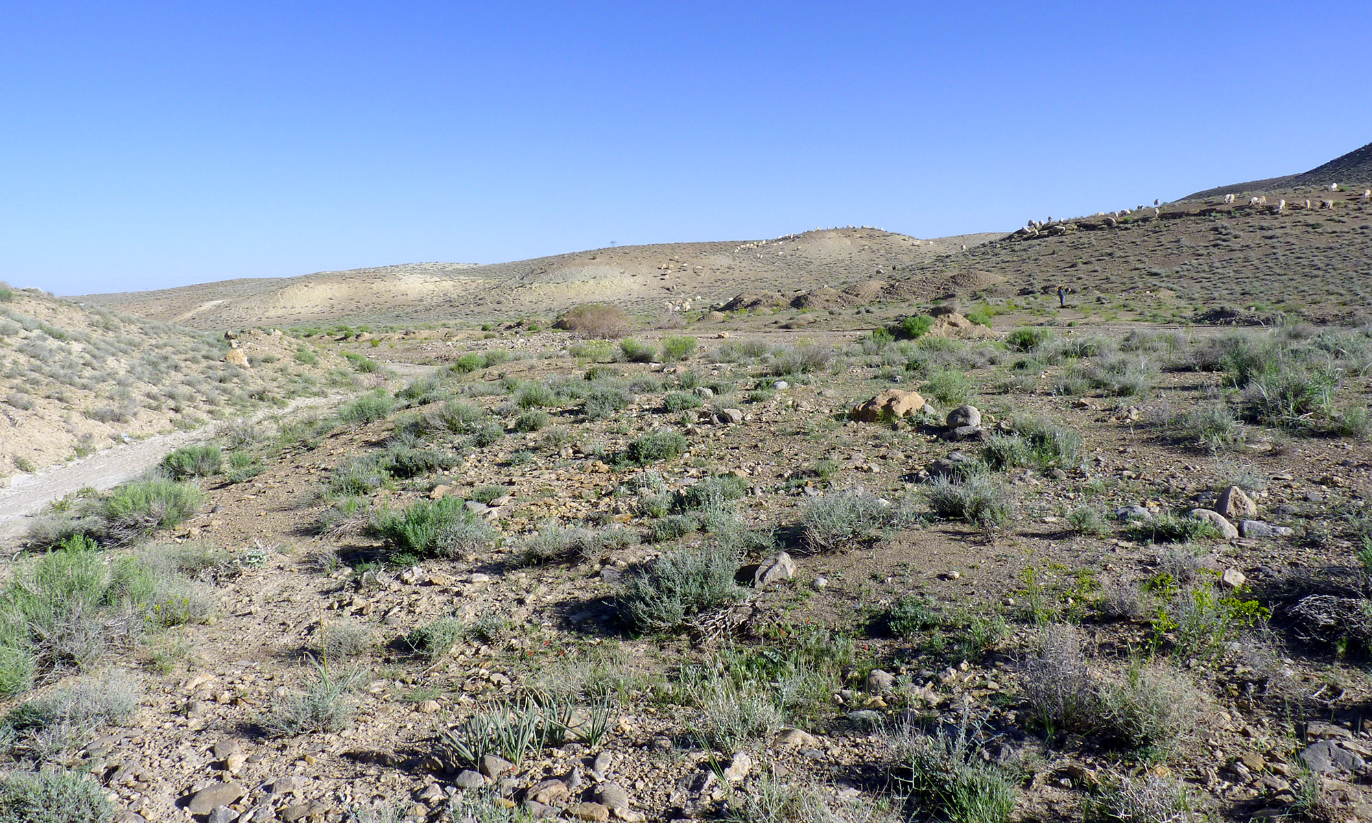 Purpuricenus wachanrui - habitat