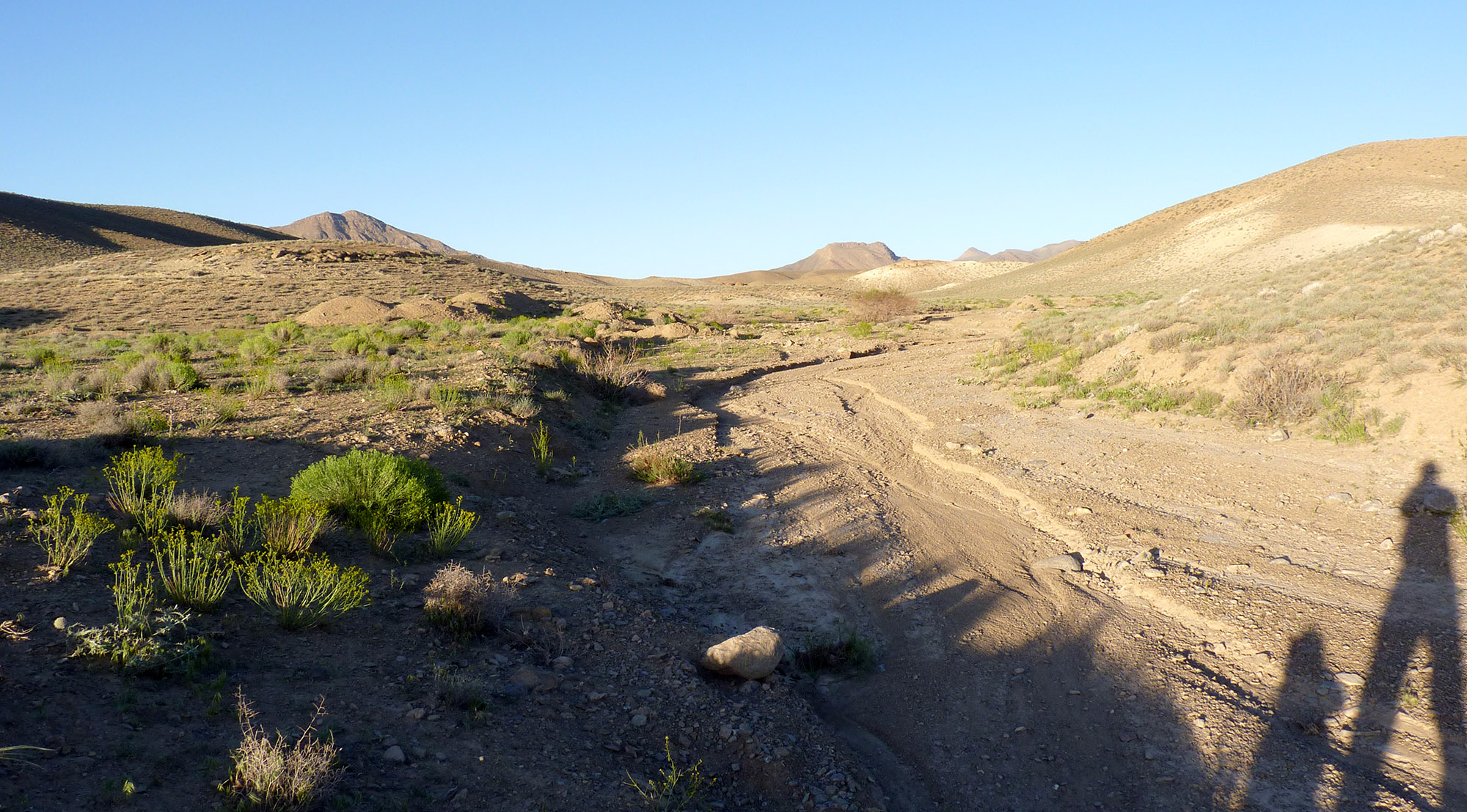 Purpuricenus wachanrui - habitat