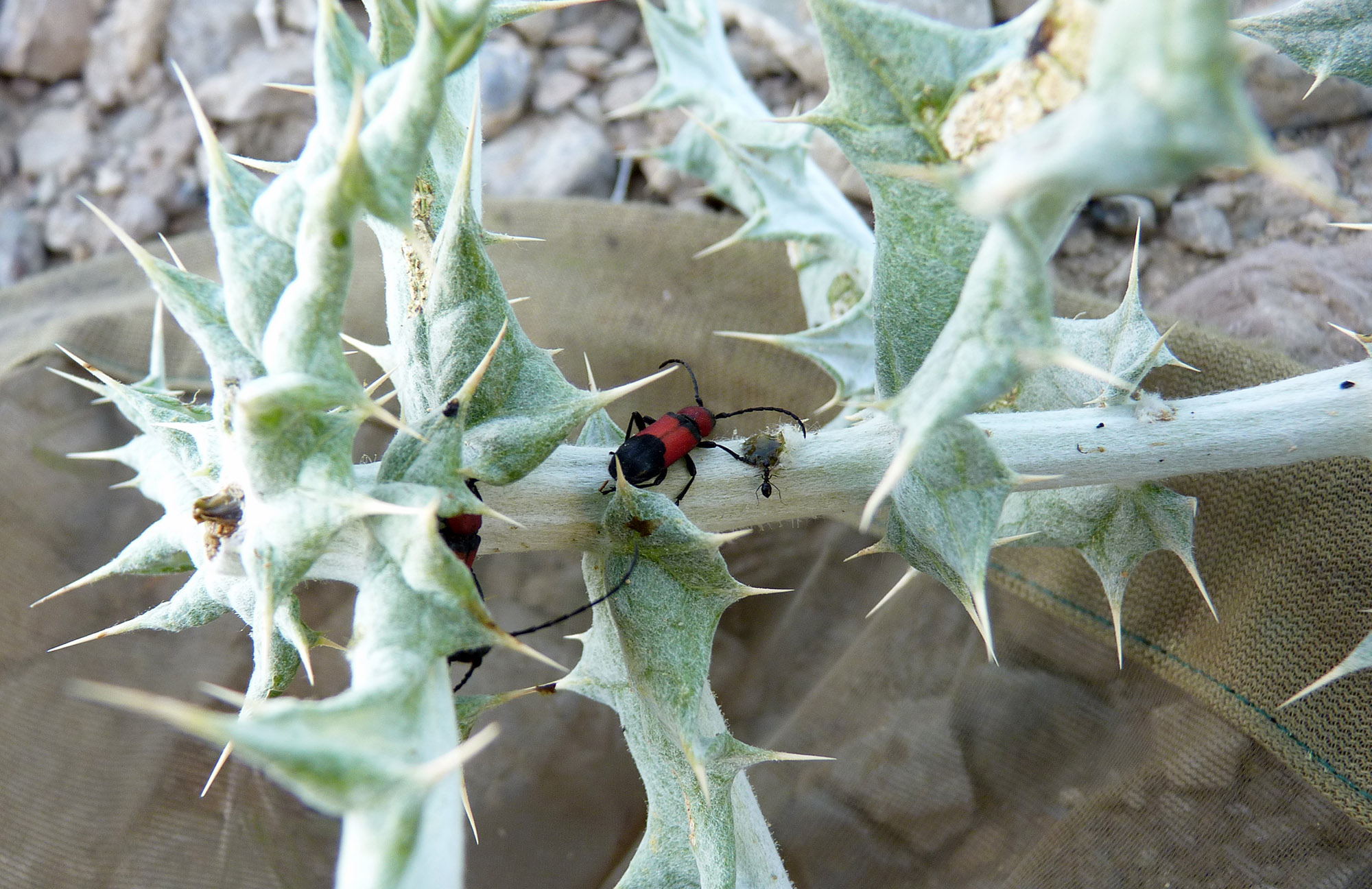 Purpuricenus wachanrui - probable host plant