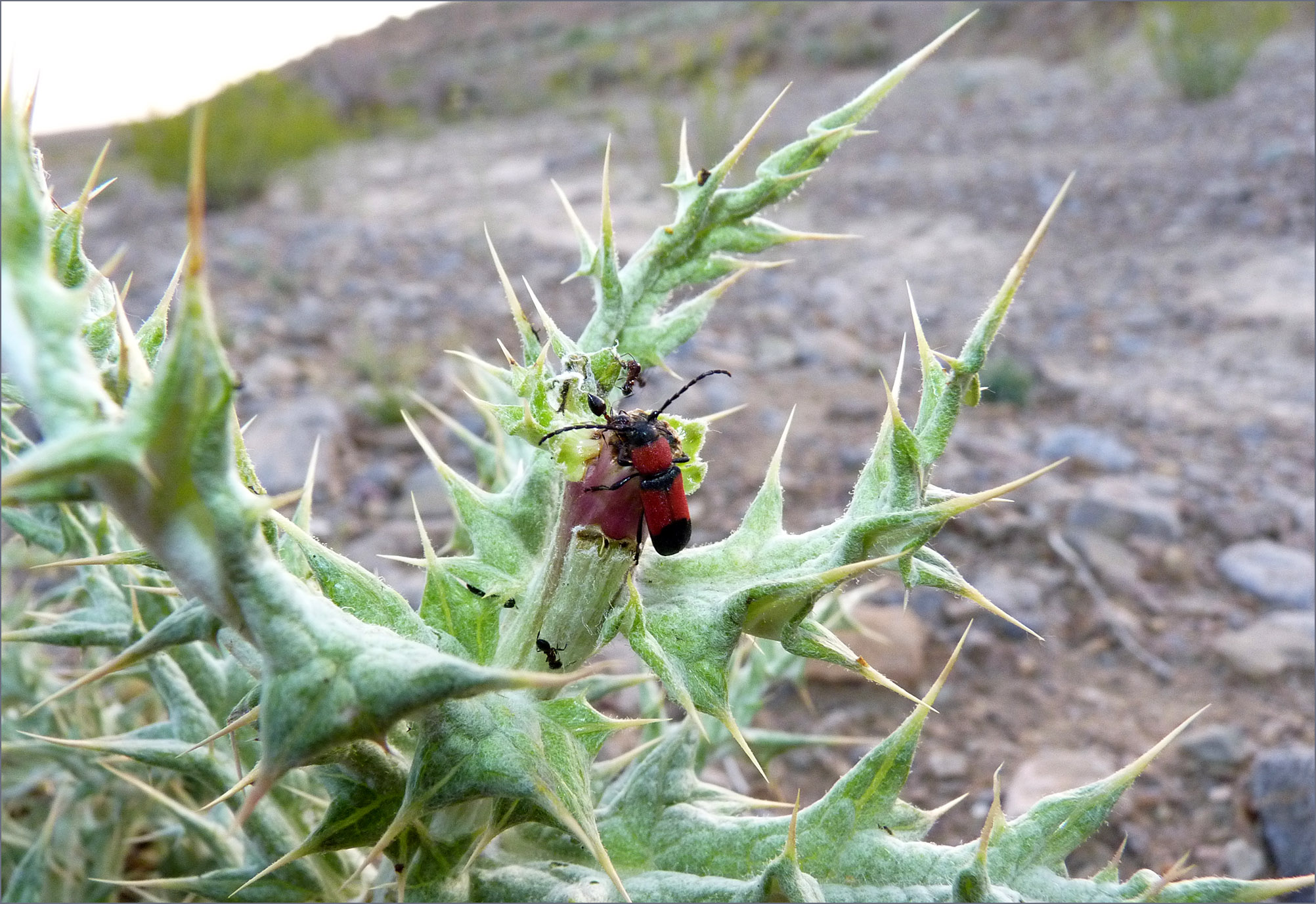 Purpuricenus wachanrui - probable host plant