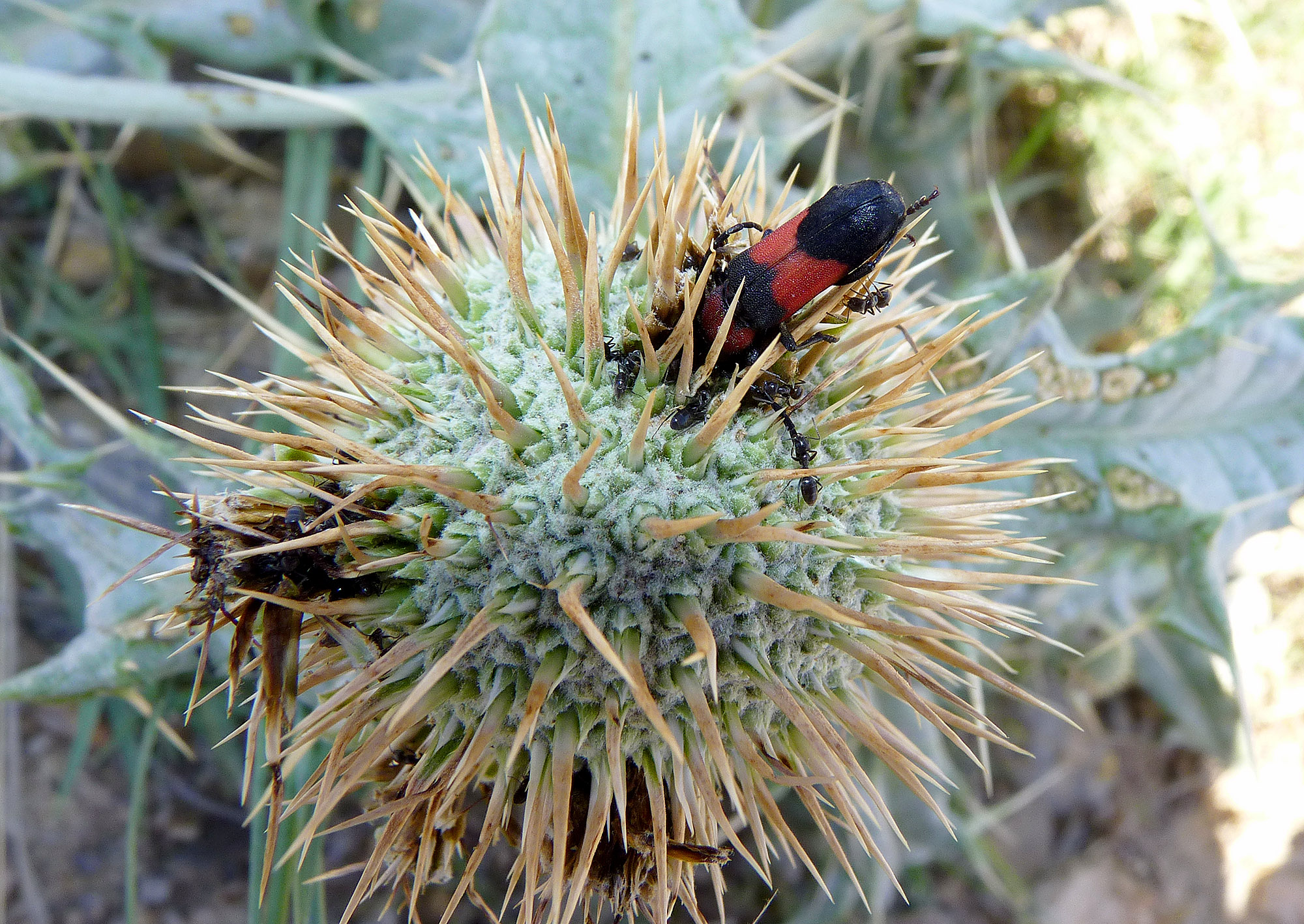 Purpuricenus wachanrui - probable host plant