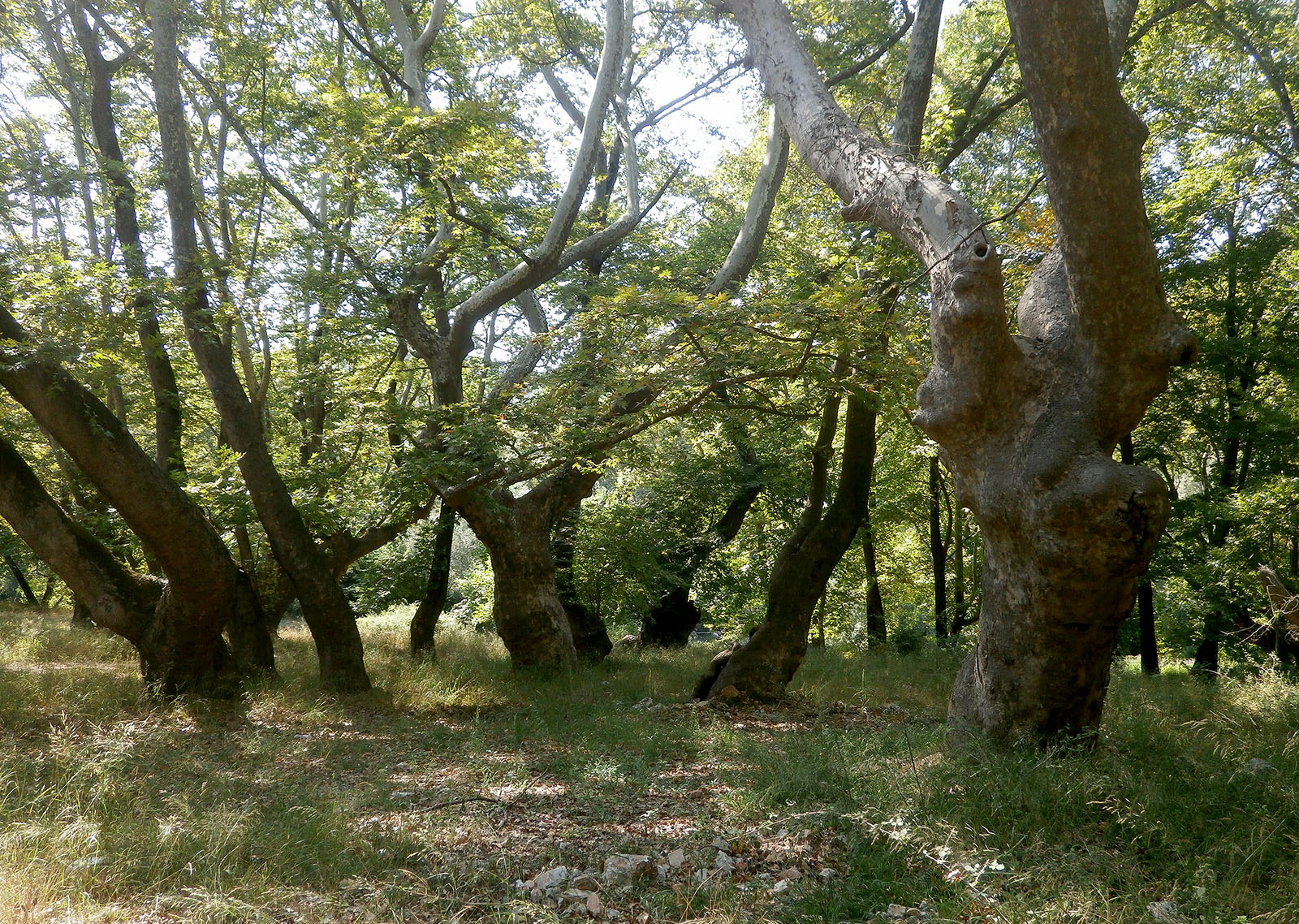Rhaesus serricollis - habitat